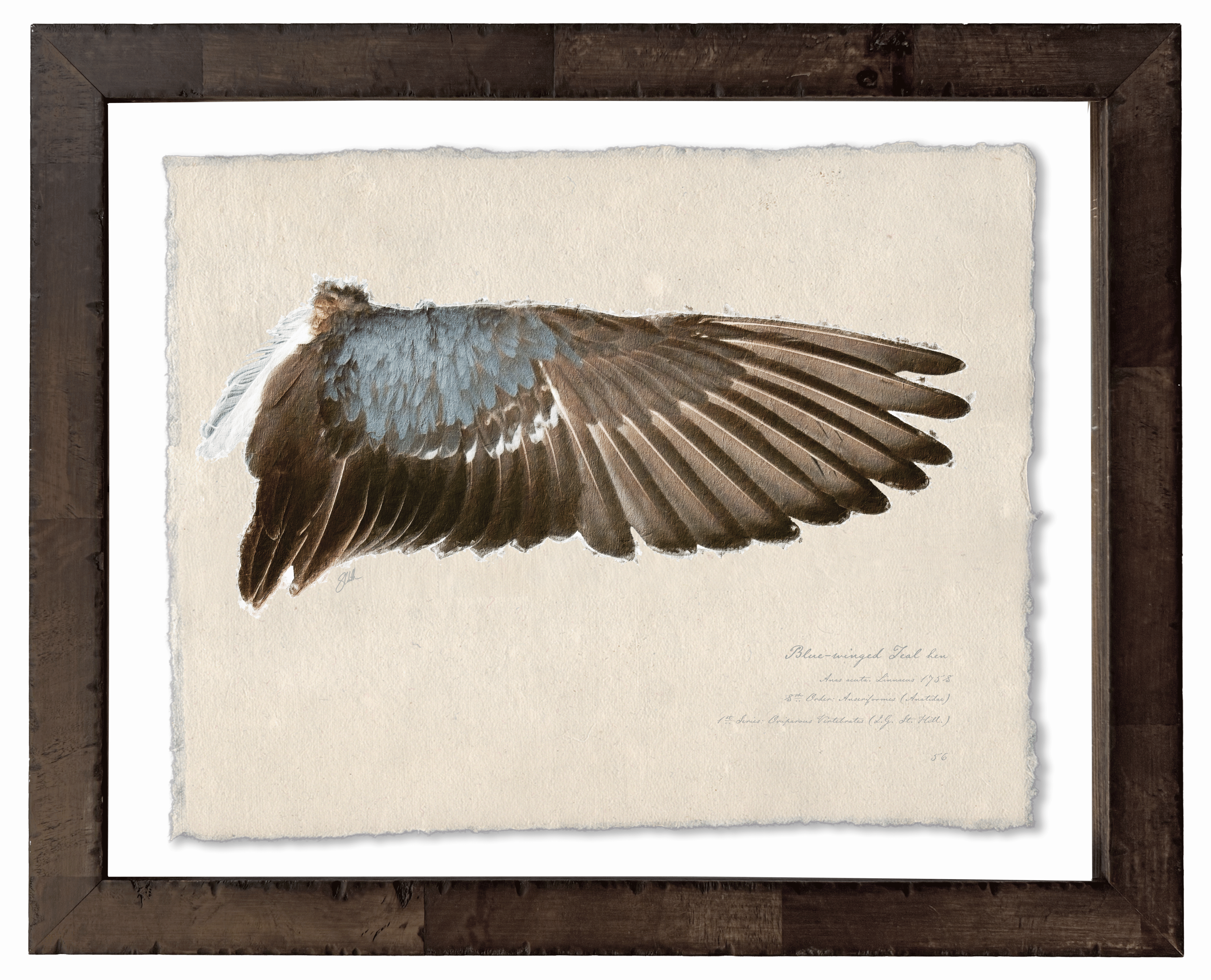 Duck Wings of the Mississippi Flyway - Set of 2: Blue-Winged Teal Drake + Hen