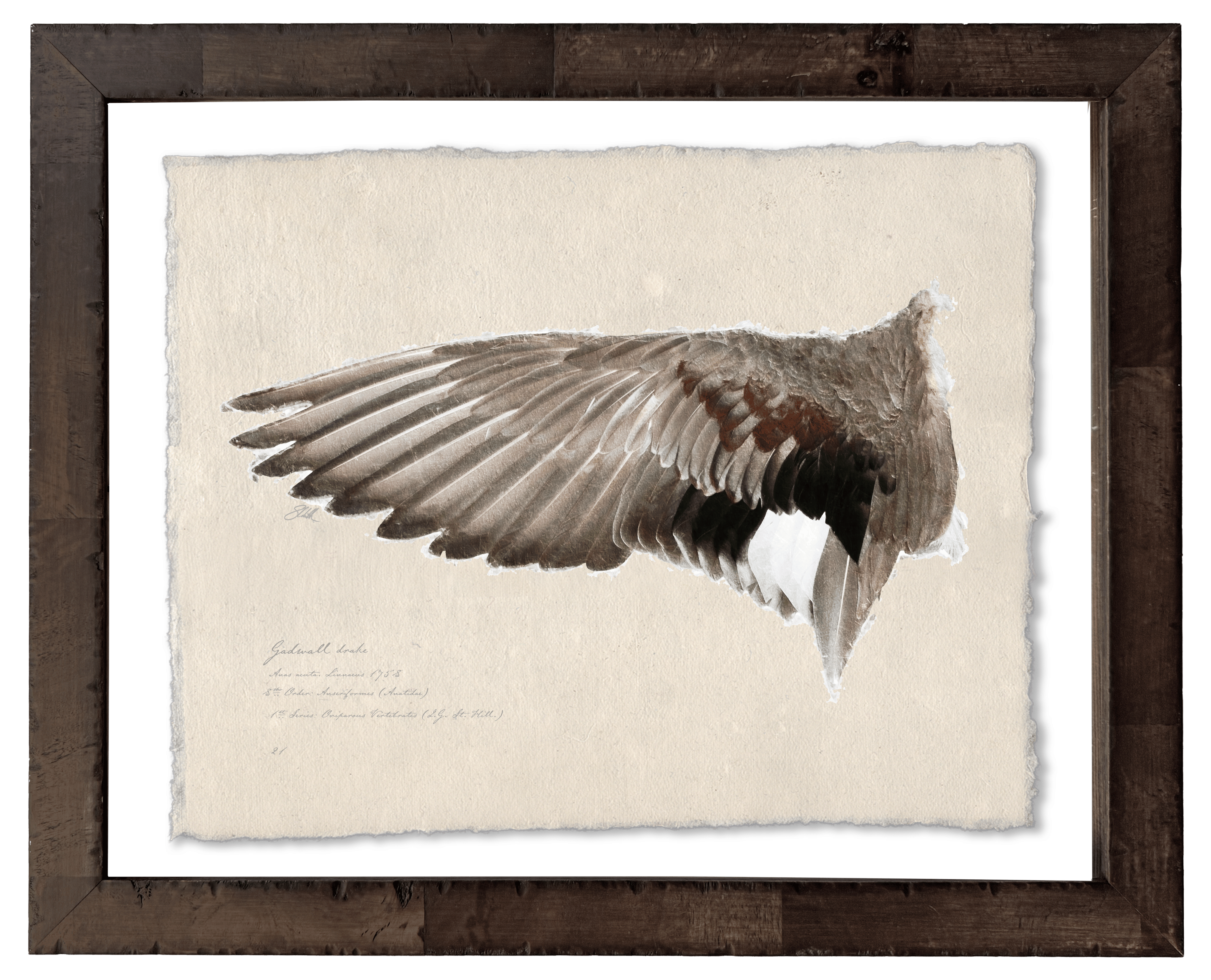 Duck Wings of the Mississippi Flyway - Set of 2: Gadwall Drake + Hen