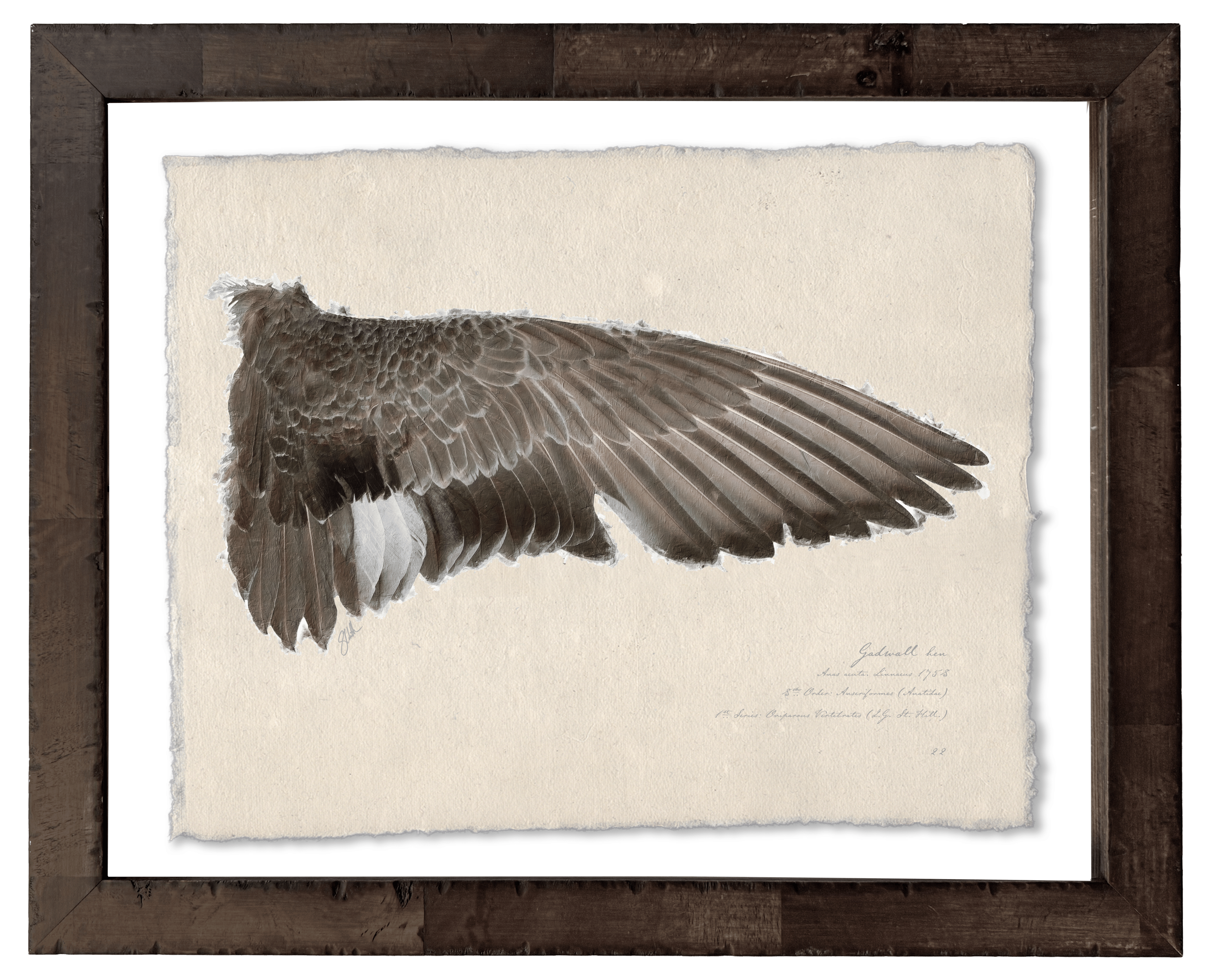 Duck Wings of the Mississippi Flyway - Gadwall Hen