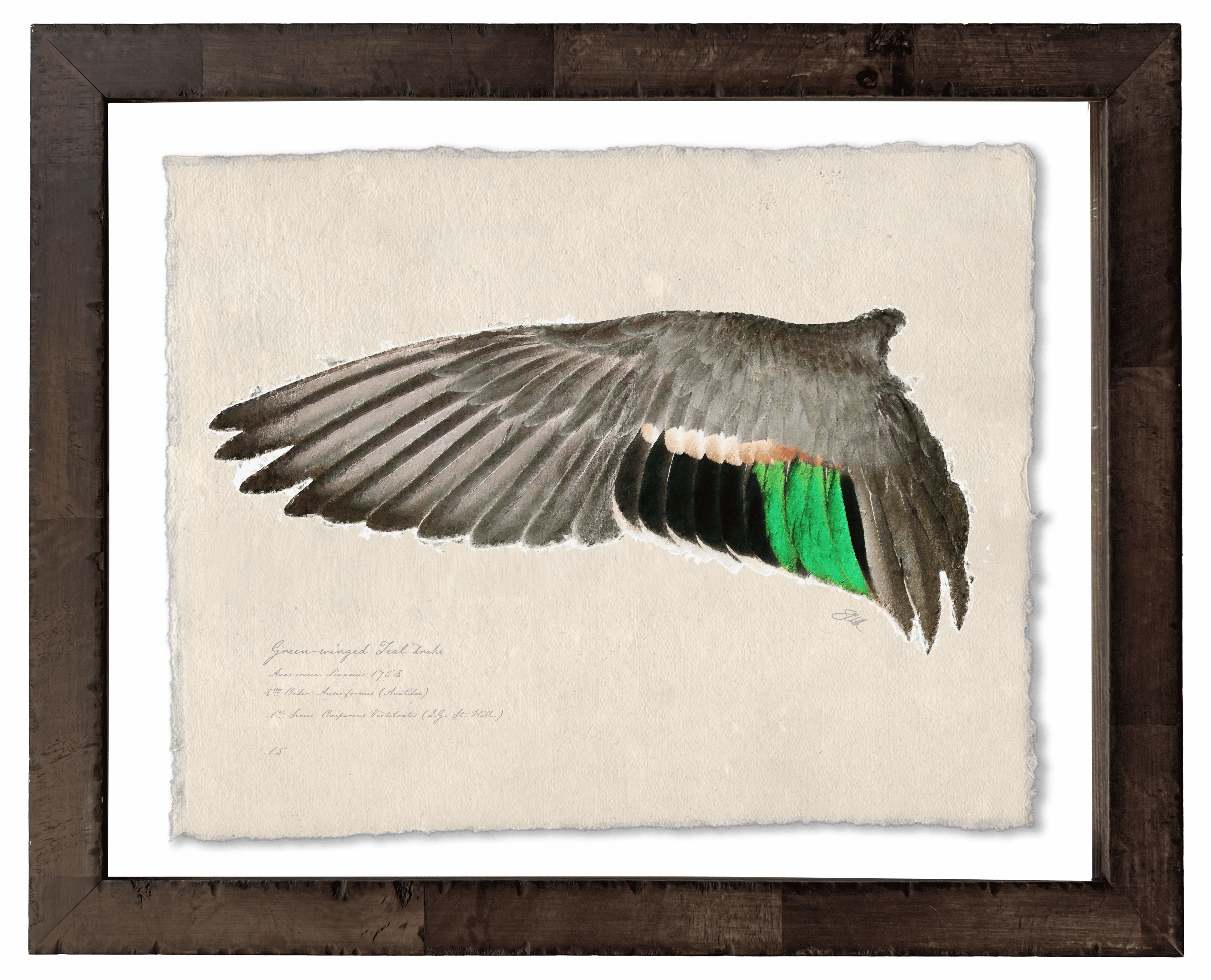 Duck Wings of the Mississippi Flyway - Set of 2: Green-Winged Teal Drake + Hen