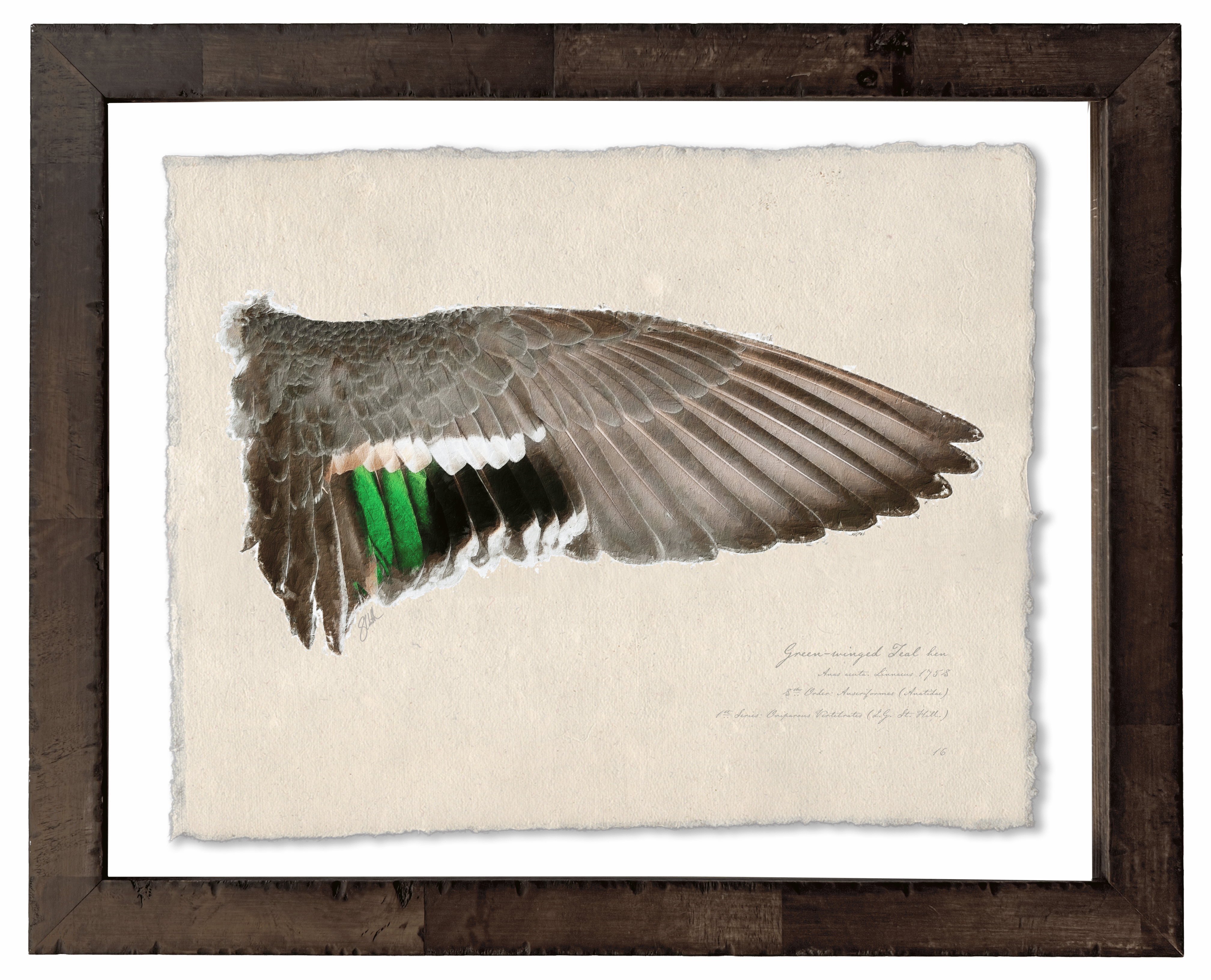 Duck Wings of the Mississippi Flyway - Set of 2: Green-Winged Teal Drake + Hen