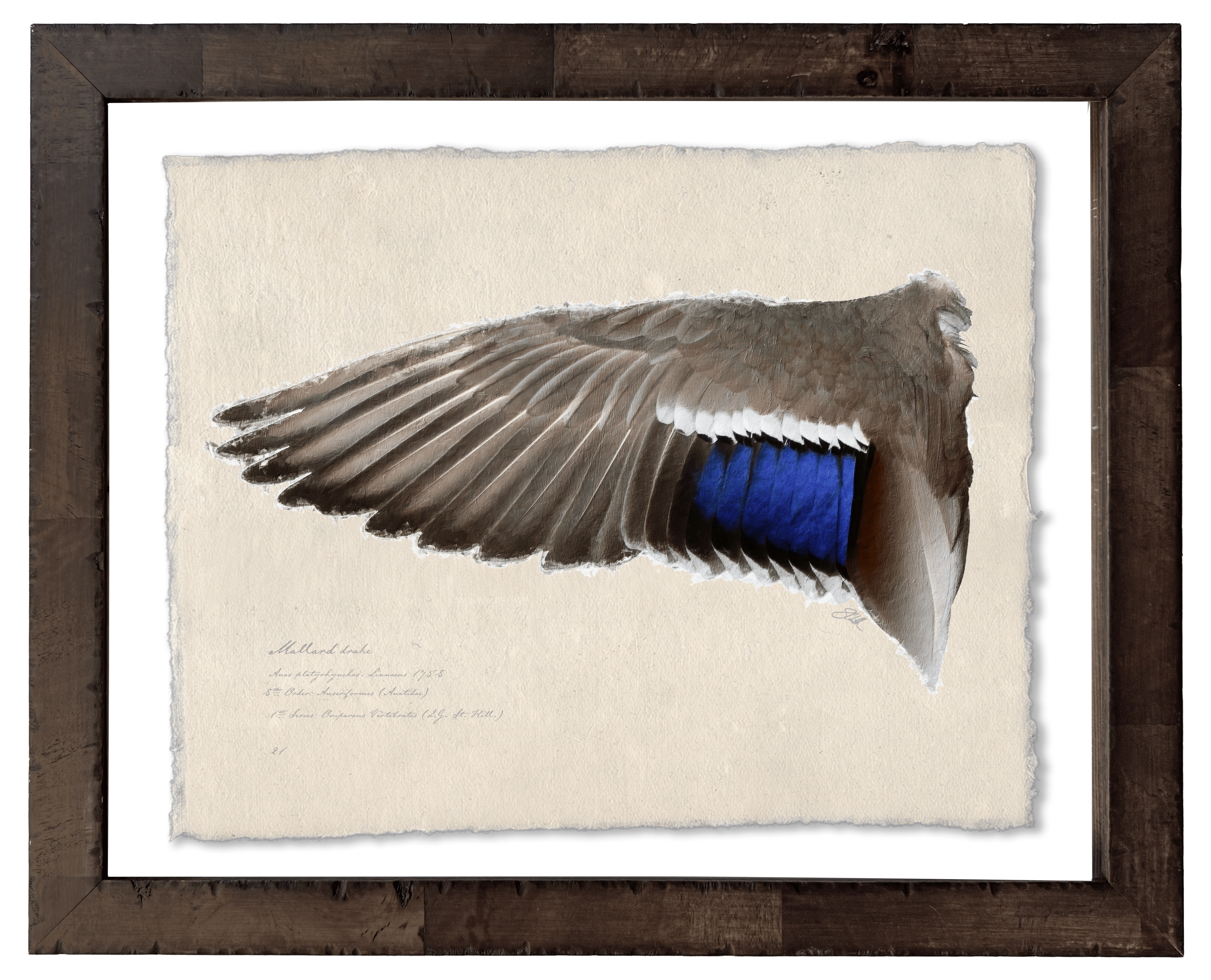 Duck Wings of the Mississippi Flyway - Set of 2: Mallard Drake + Hen