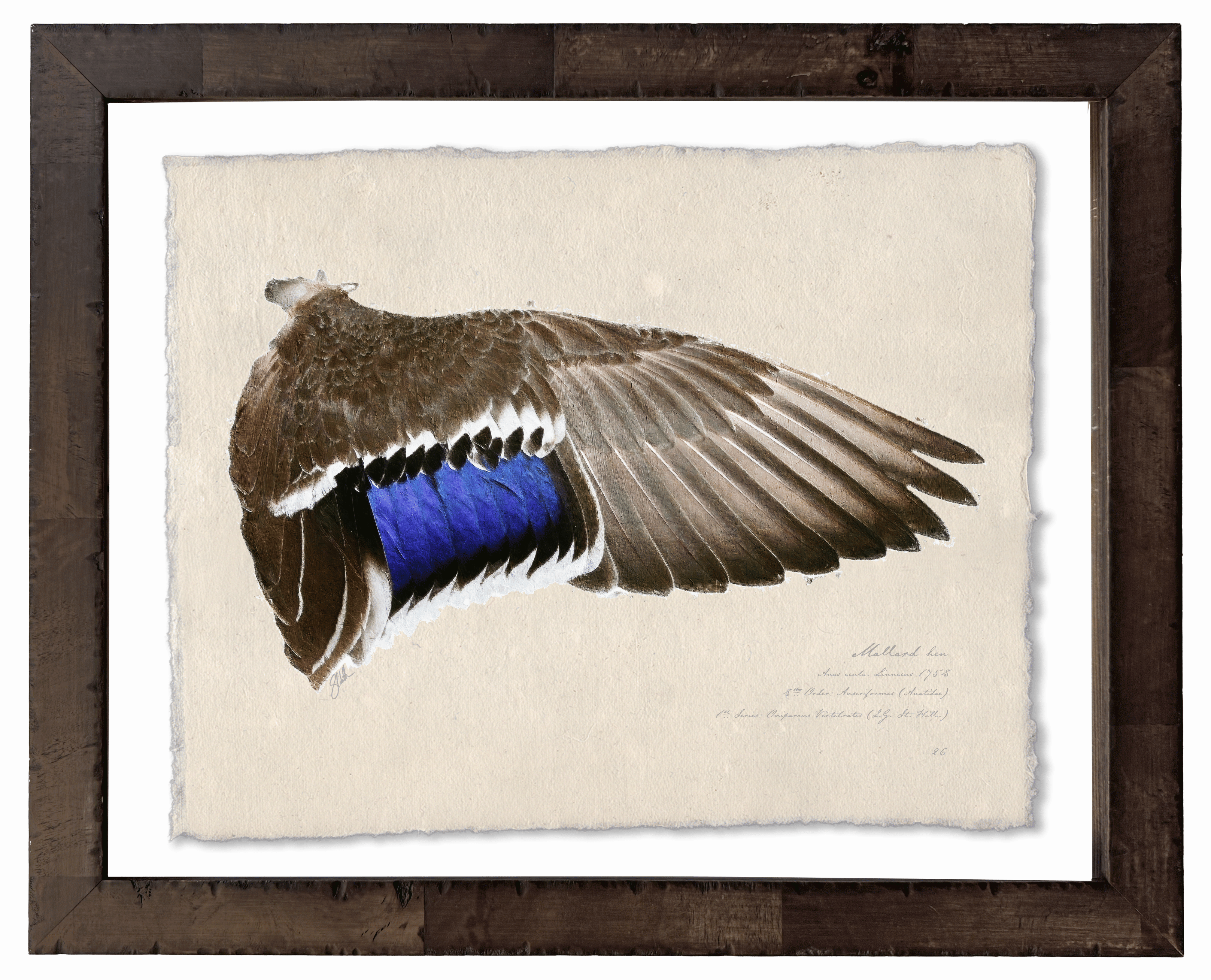 Duck Wings of the Mississippi Flyway - Set of 2: Mallard Drake + Hen