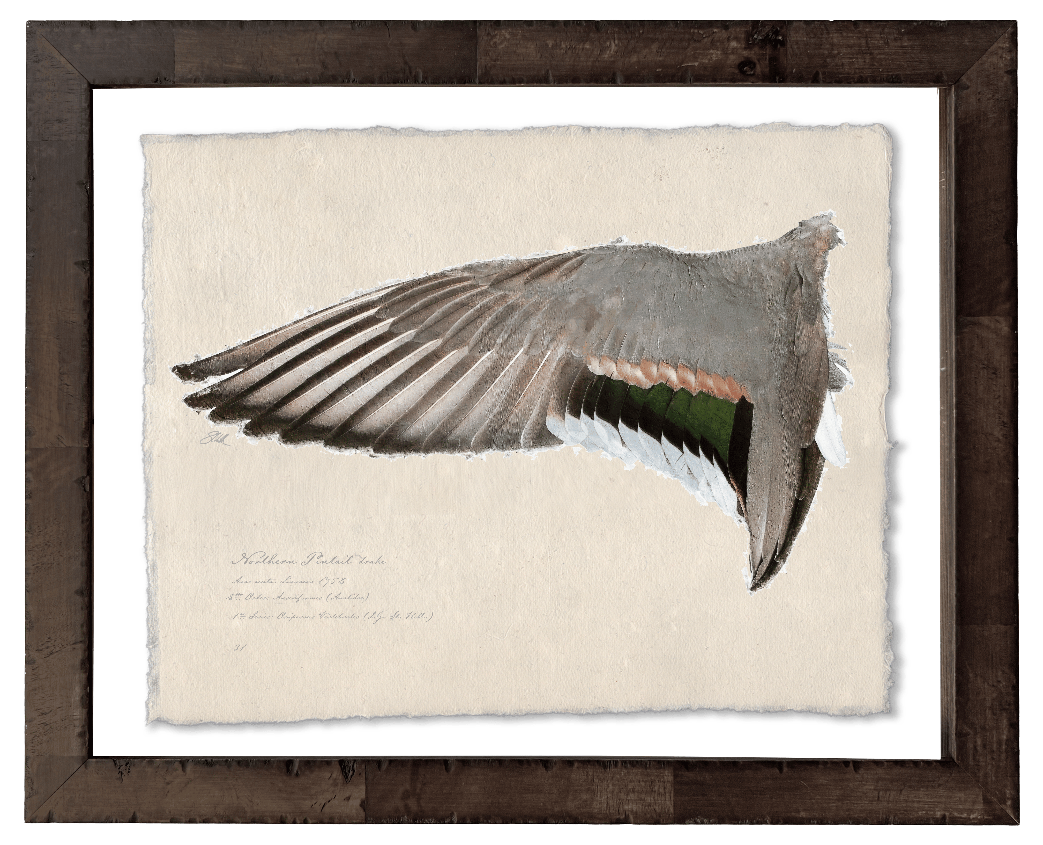 Duck Wings of the Mississippi Flyway - Set of 2: Northern Pintail Drake + Hen