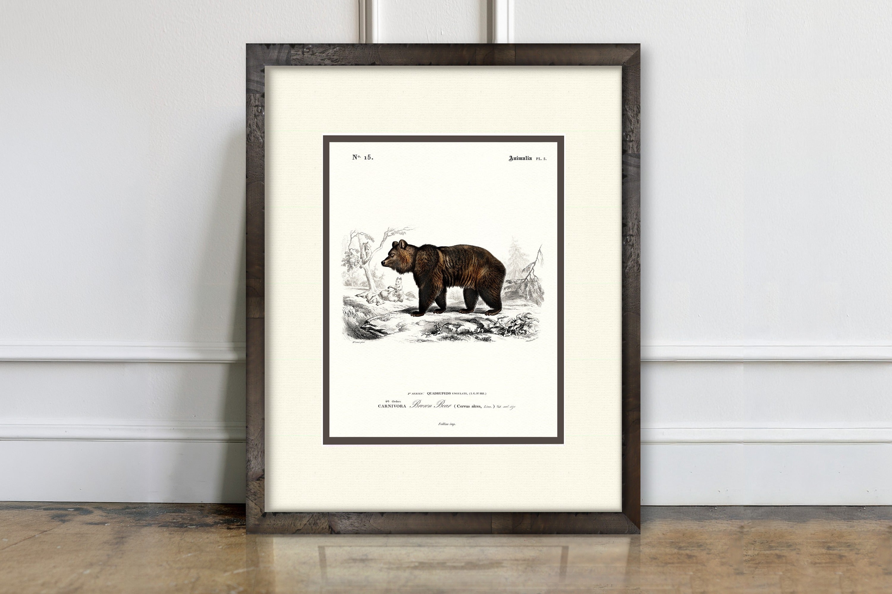 Woodland Illustrations - Brown Bear