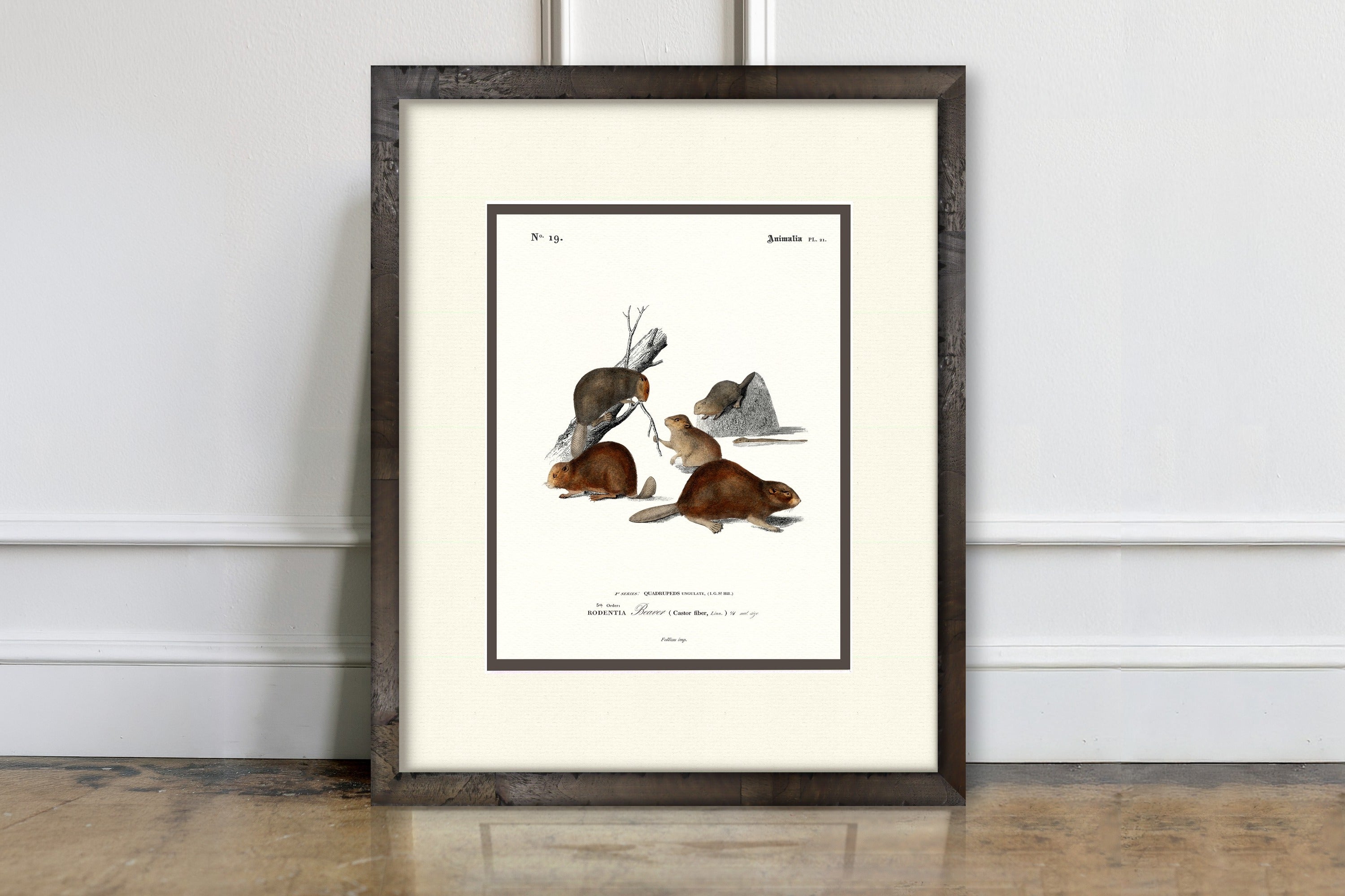 Woodland Illustrations - Beaver