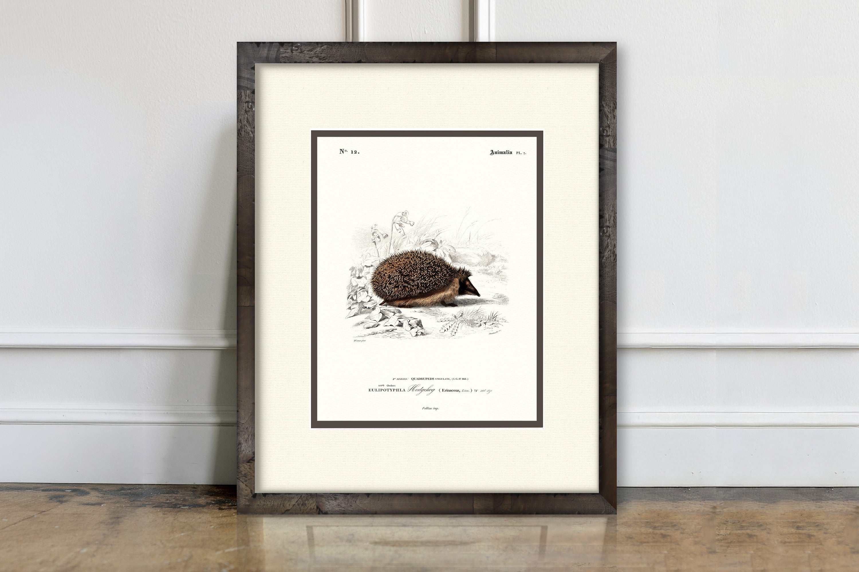 Woodland Illustrations - Hedgehog