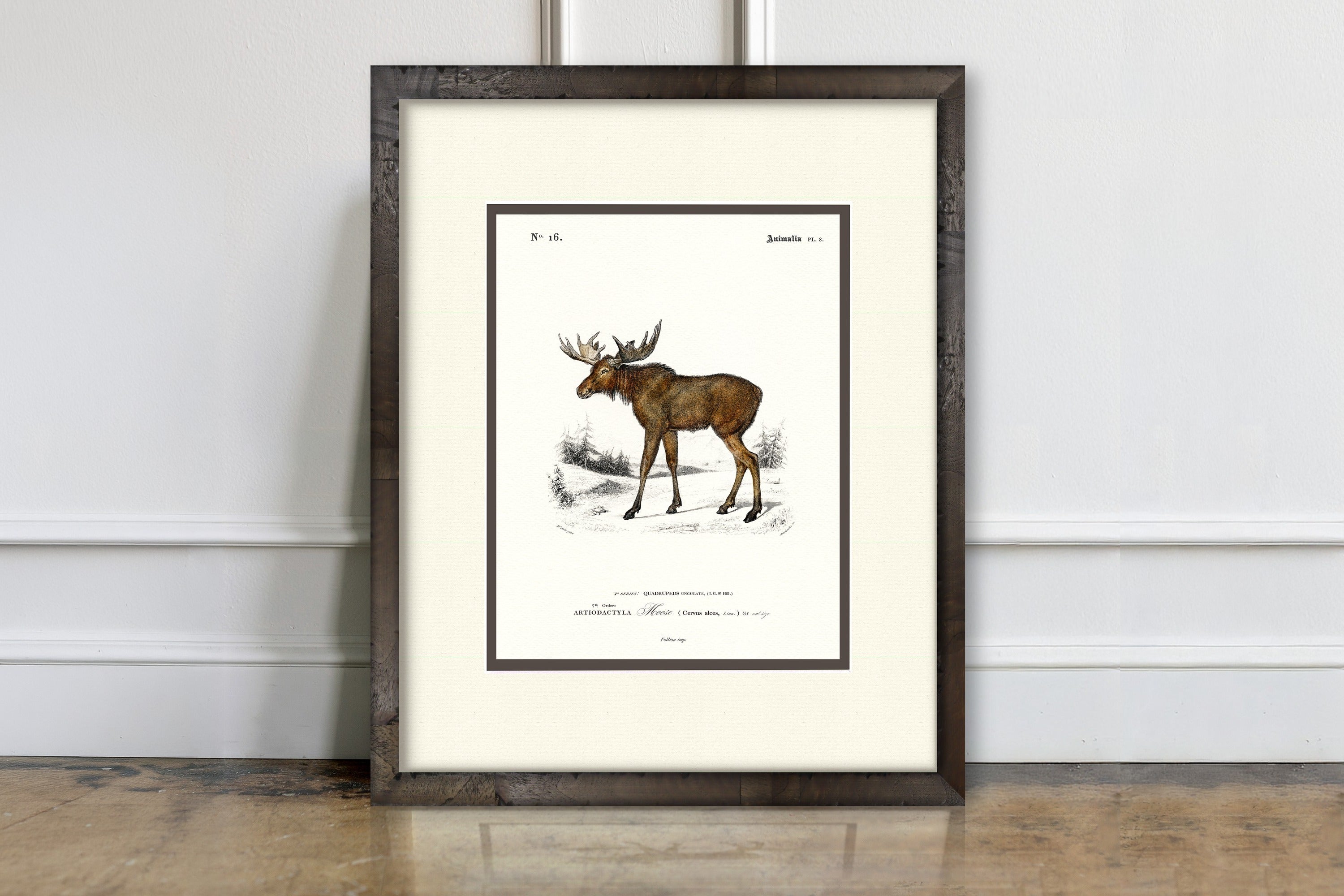 Woodland Illustrations - Moose