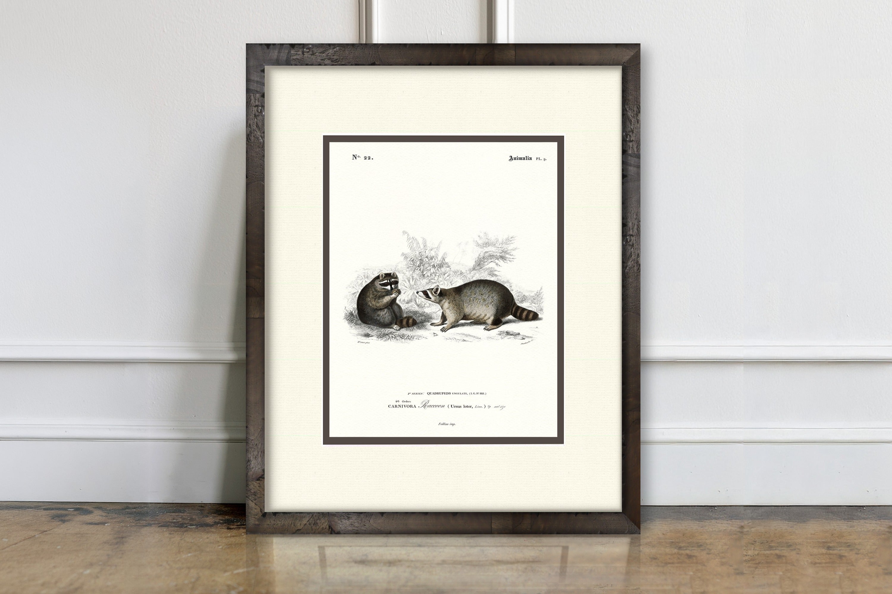 Woodland Illustrations - Raccoons