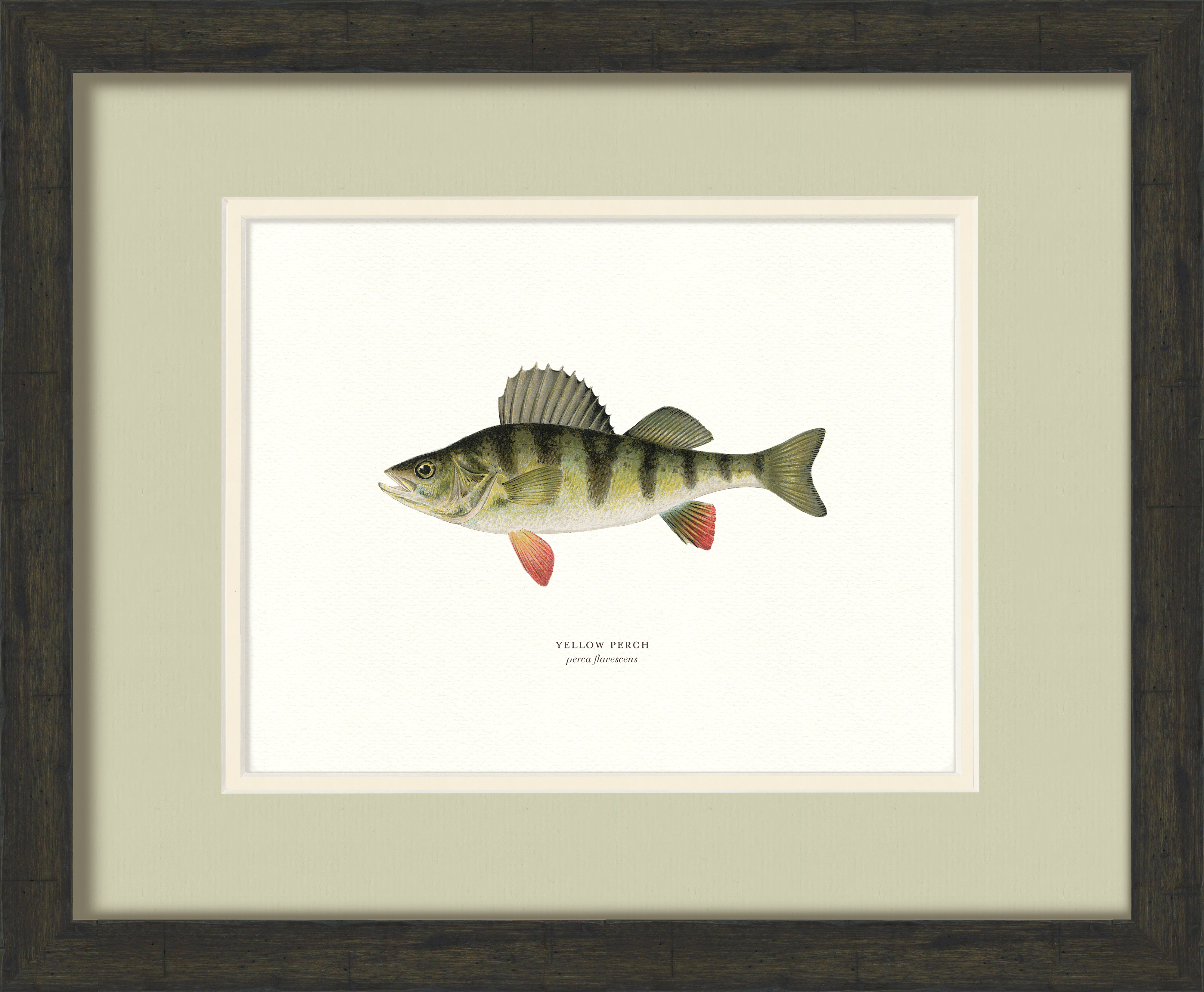 Freshwater Fish Illustrations - Yellow Perch