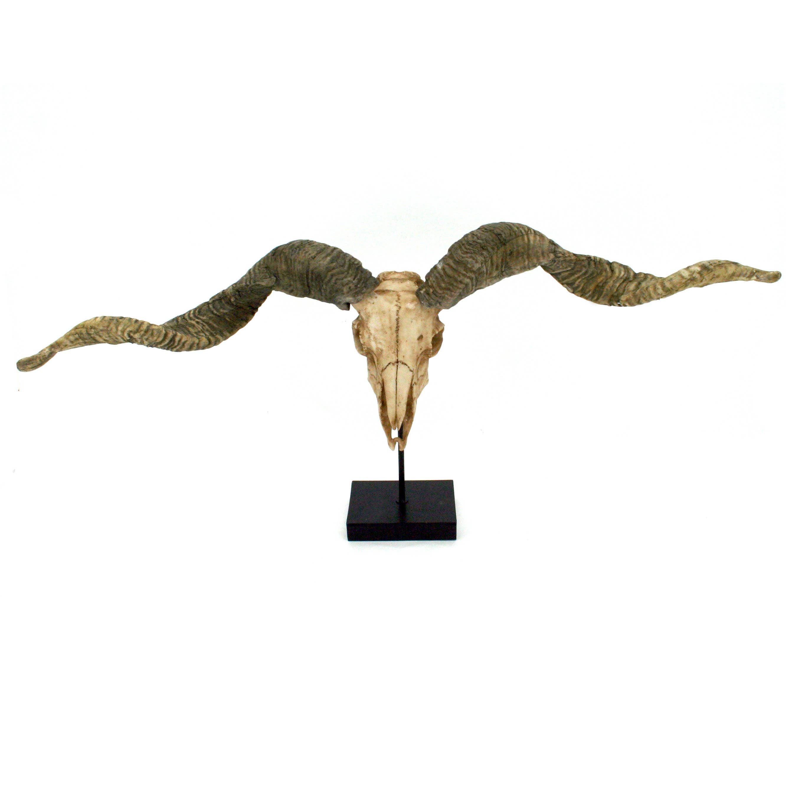 Racka Sheep Skull Trophy