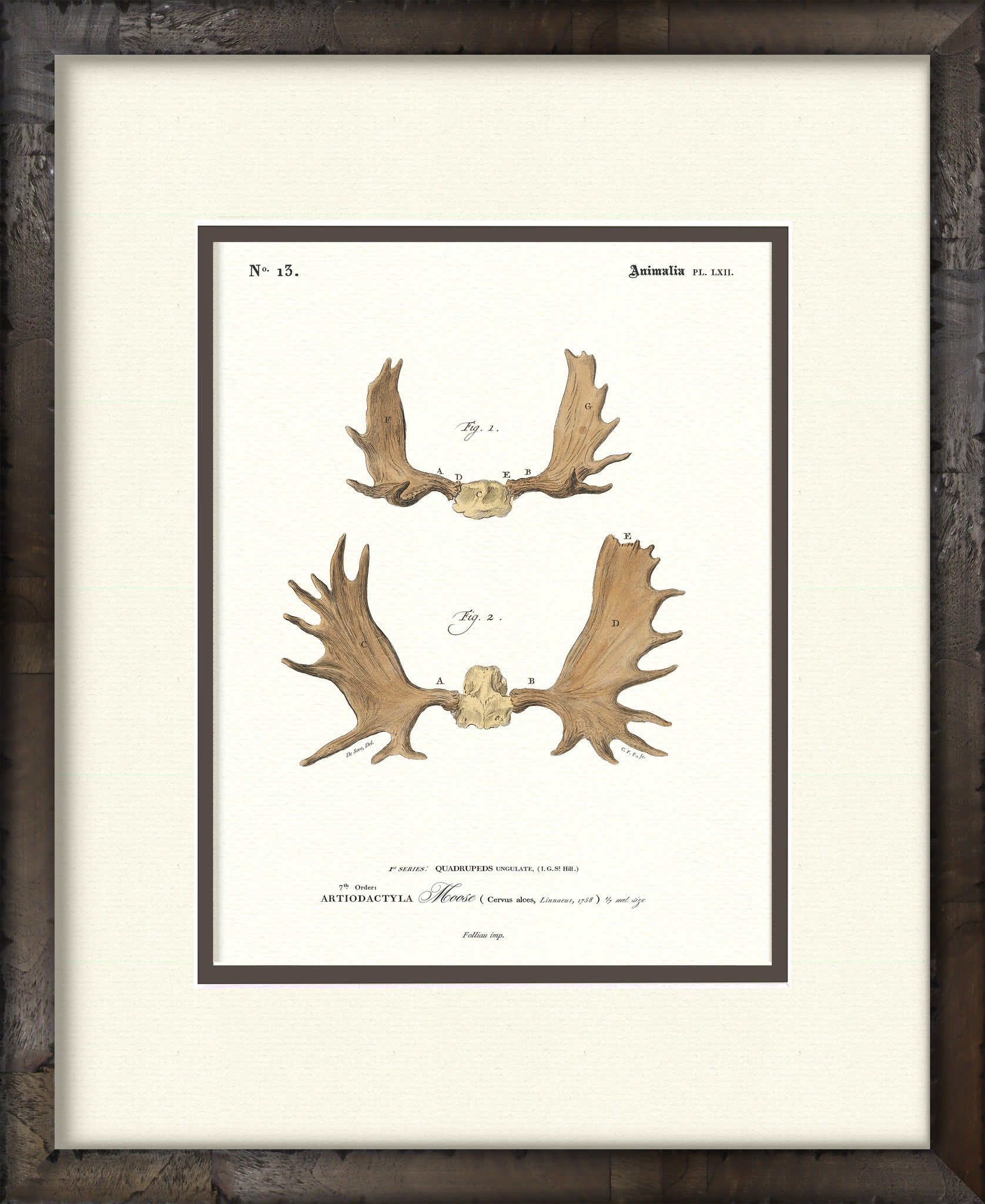 Moose vintage antler illustration — framed print