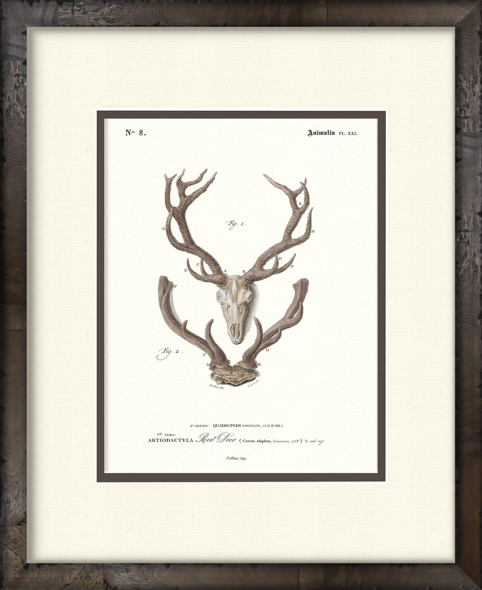 Red Deer #8 vintage antler illustration — framed print