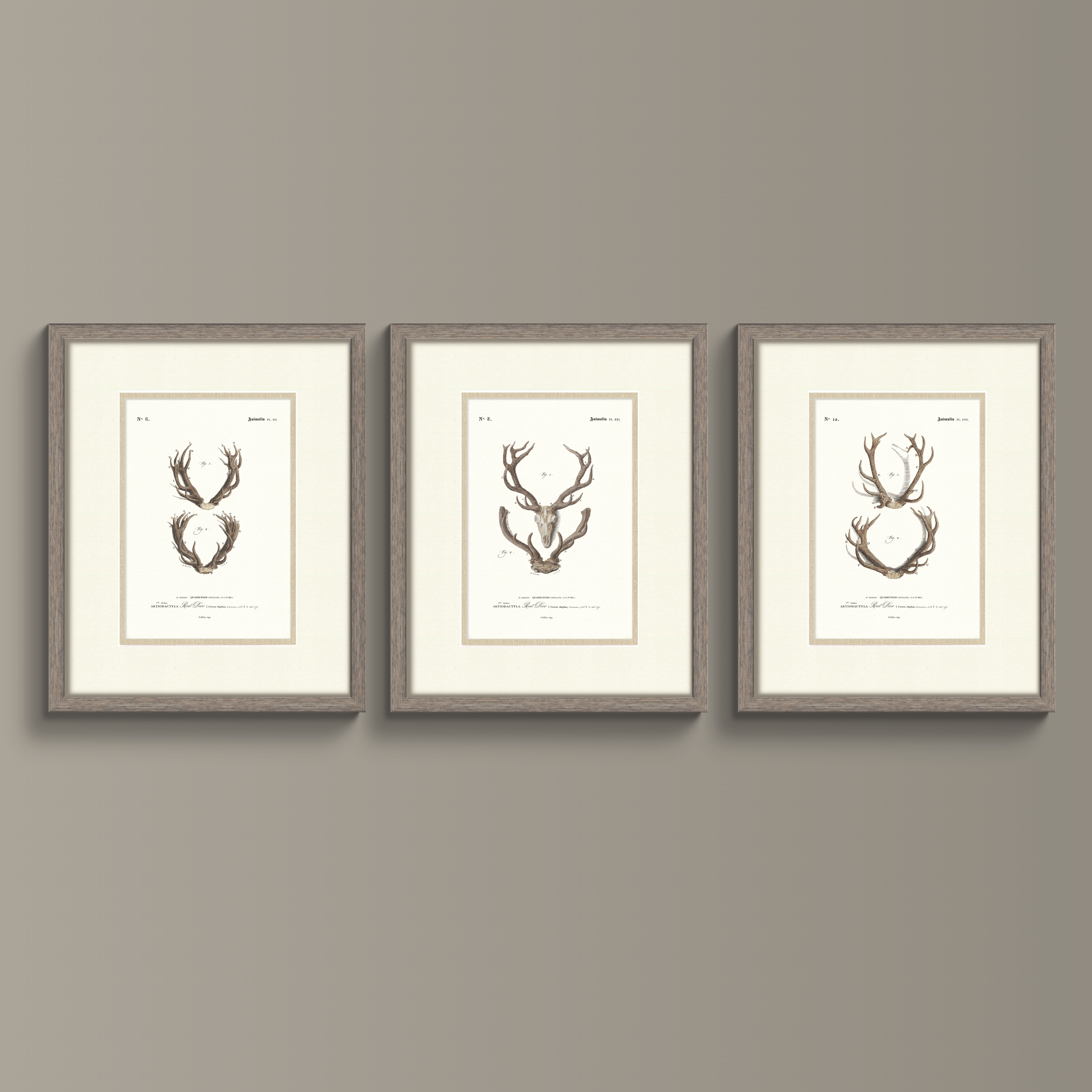 Vintage Antler Illustrations - Red Deer #6