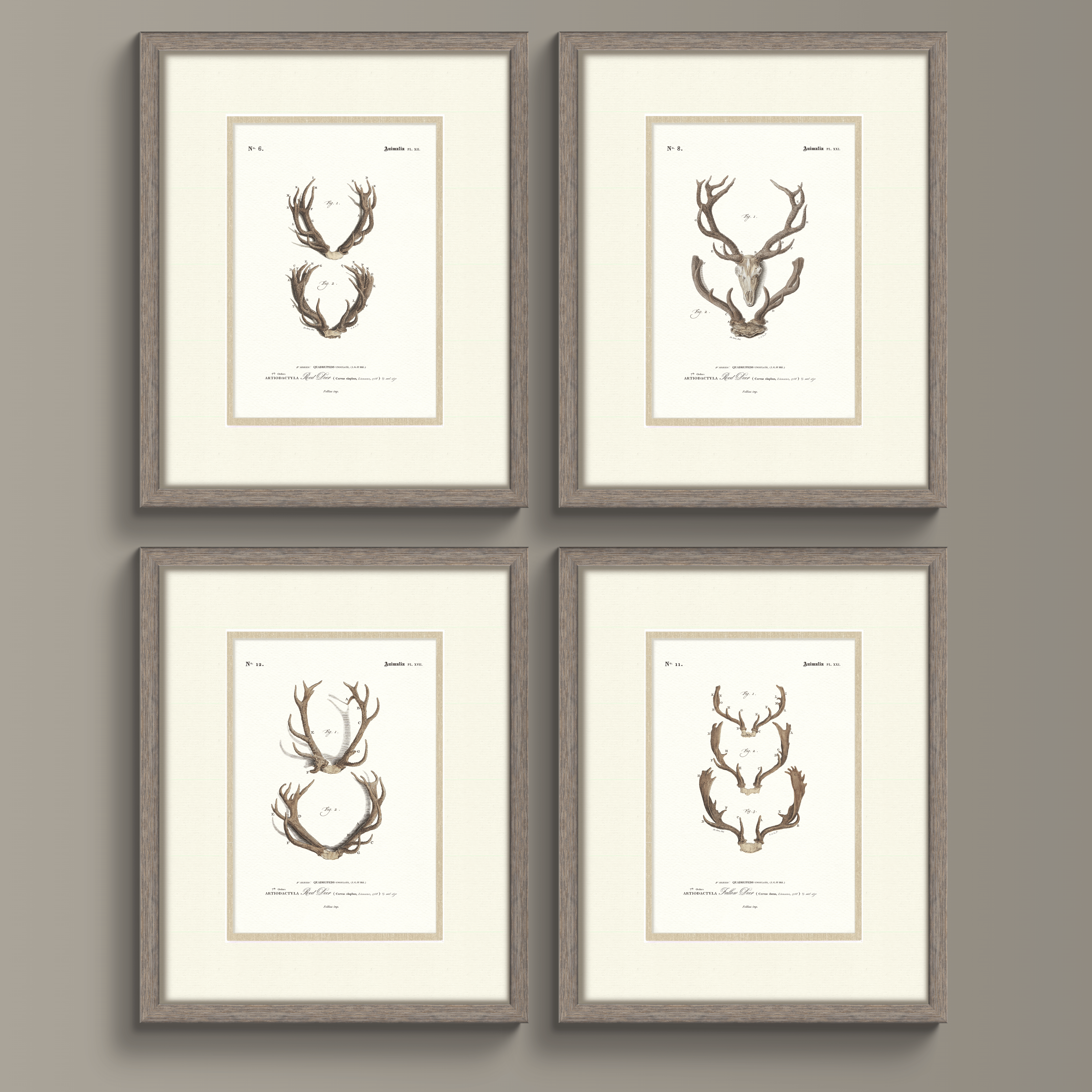 Vintage Antler Illustrations - Curated Set of 4