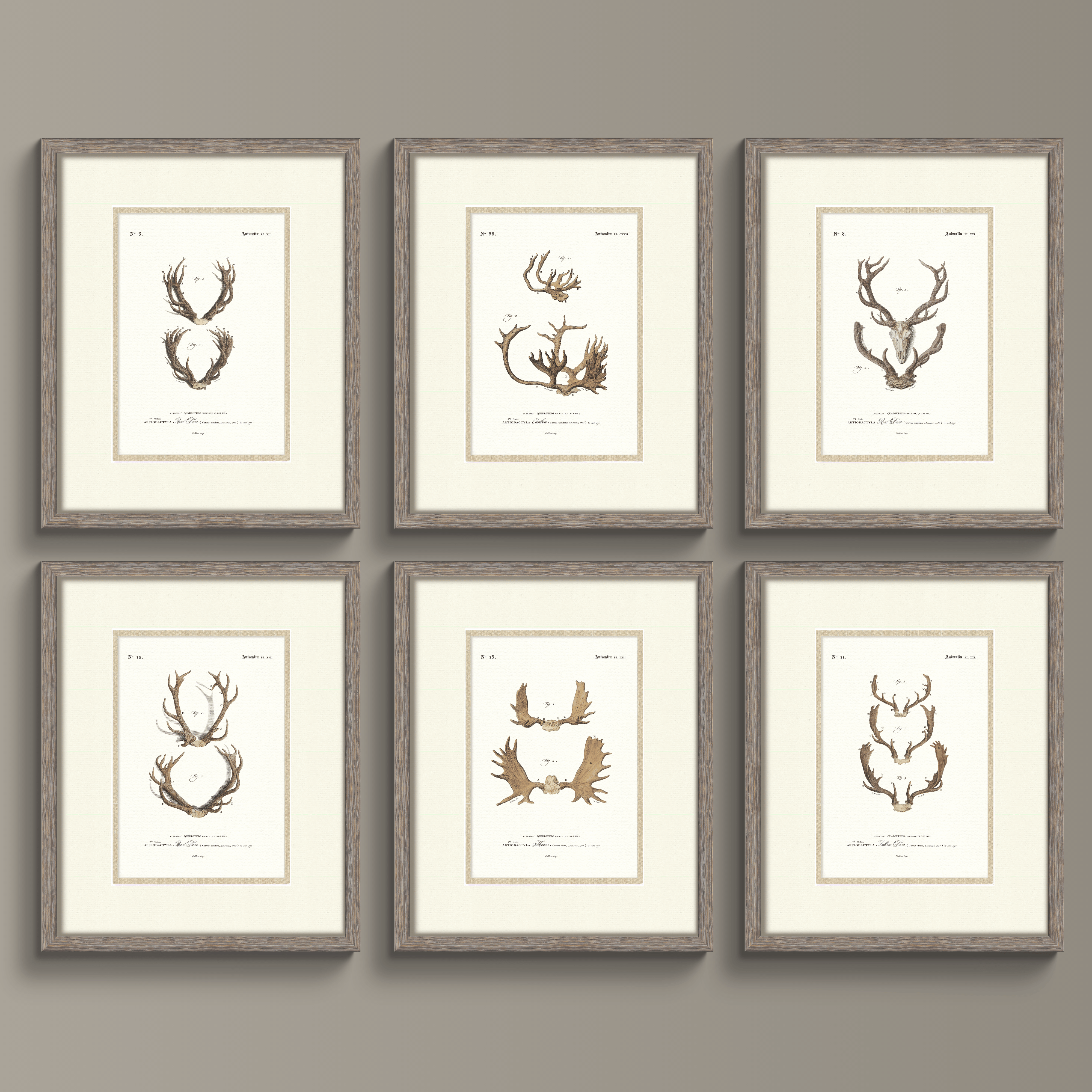 Vintage Antler Illustrations - Red Deer #6