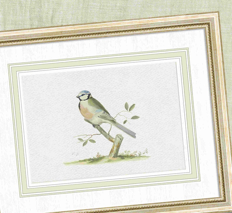 Aviary - Blue Tit