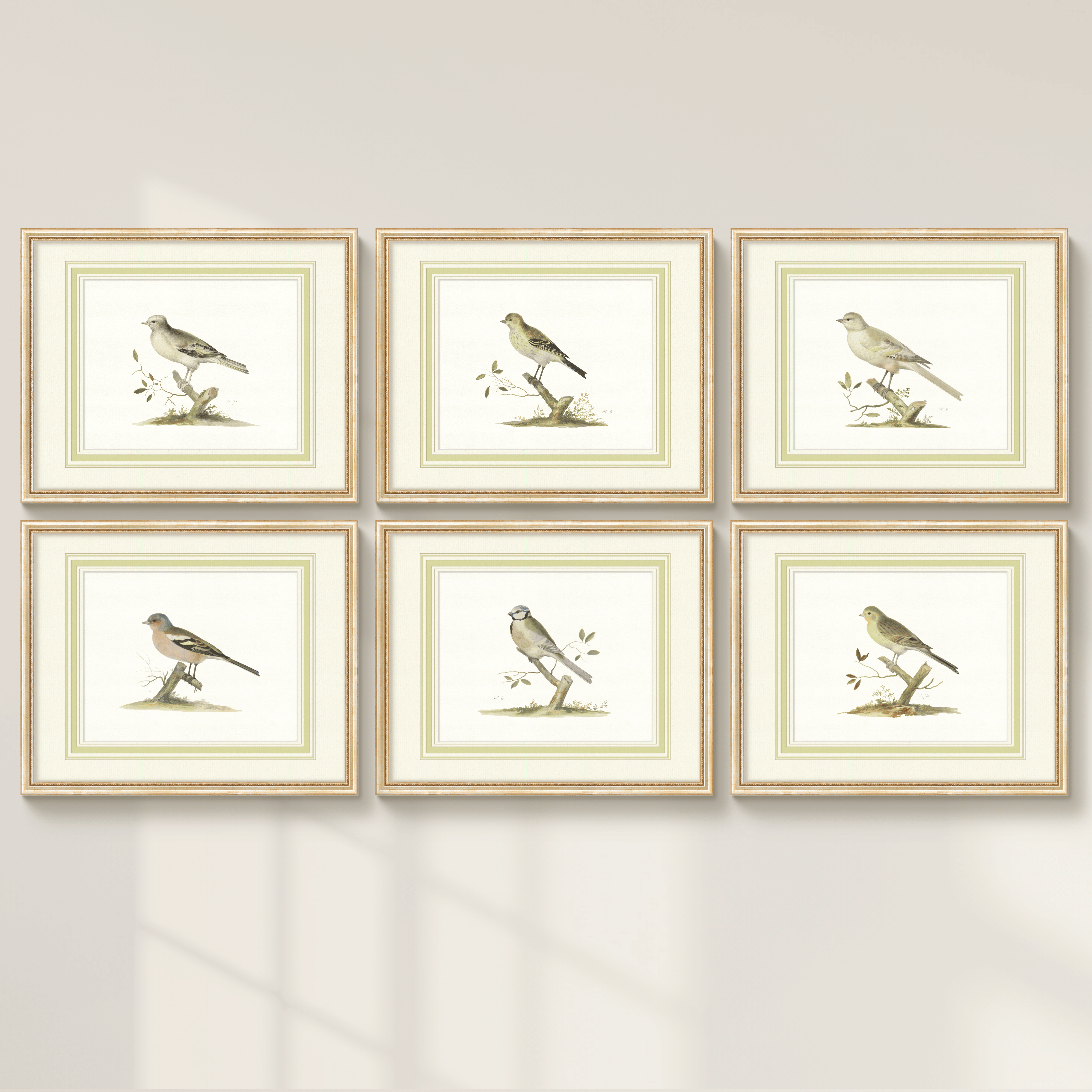 Aviary - Canary