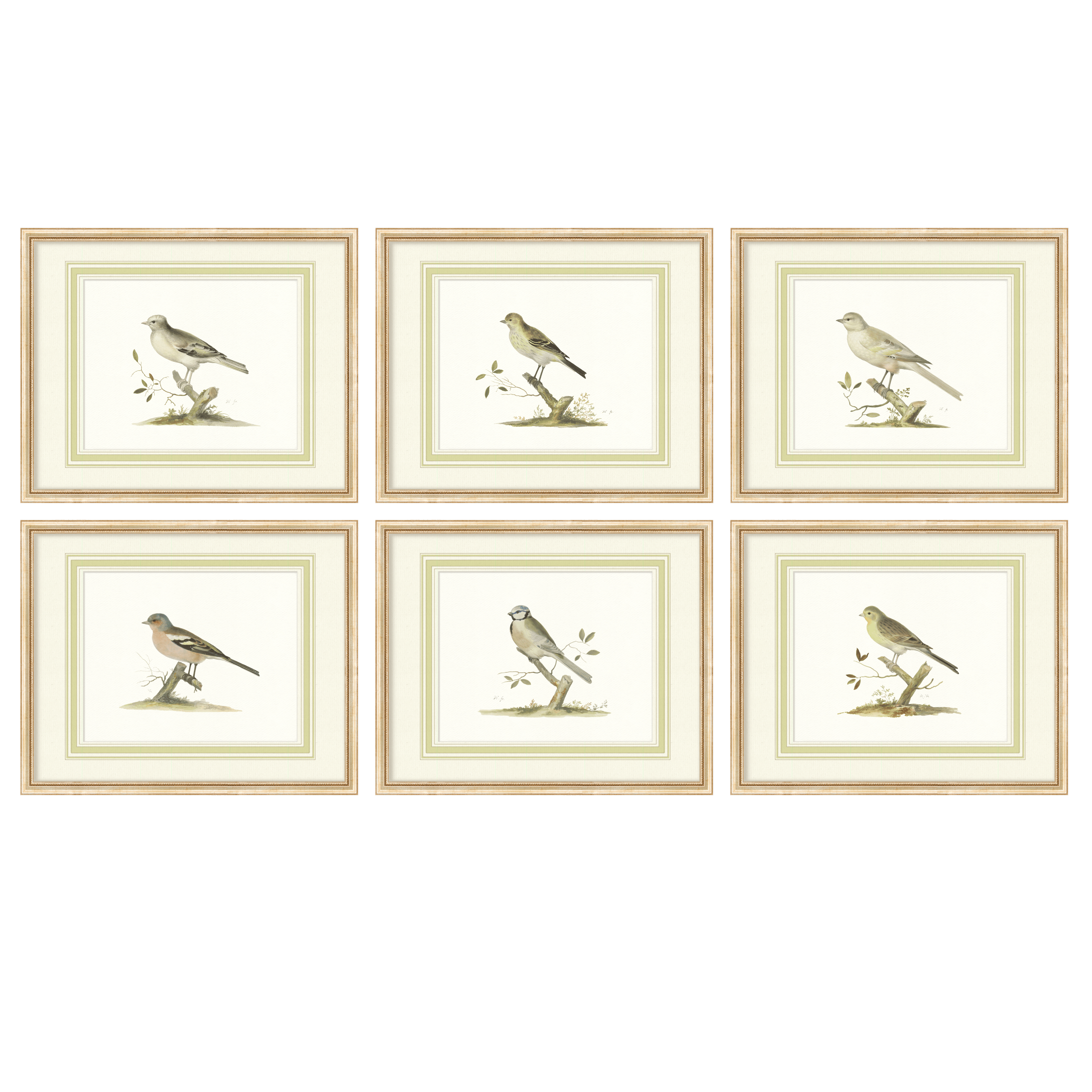 Aviary - Curated Set of 6