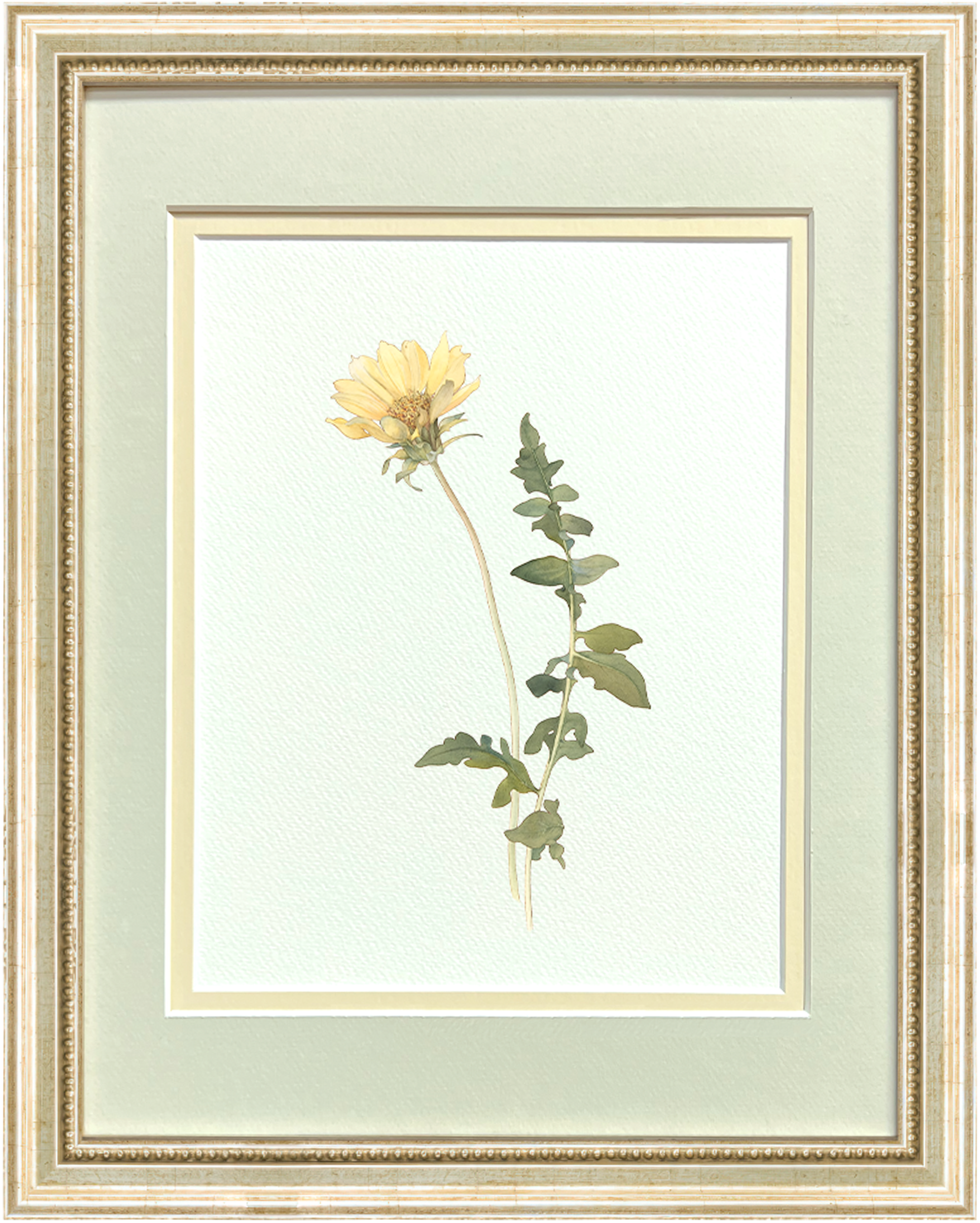 Watercolor Botanical Illustrations - Balsam