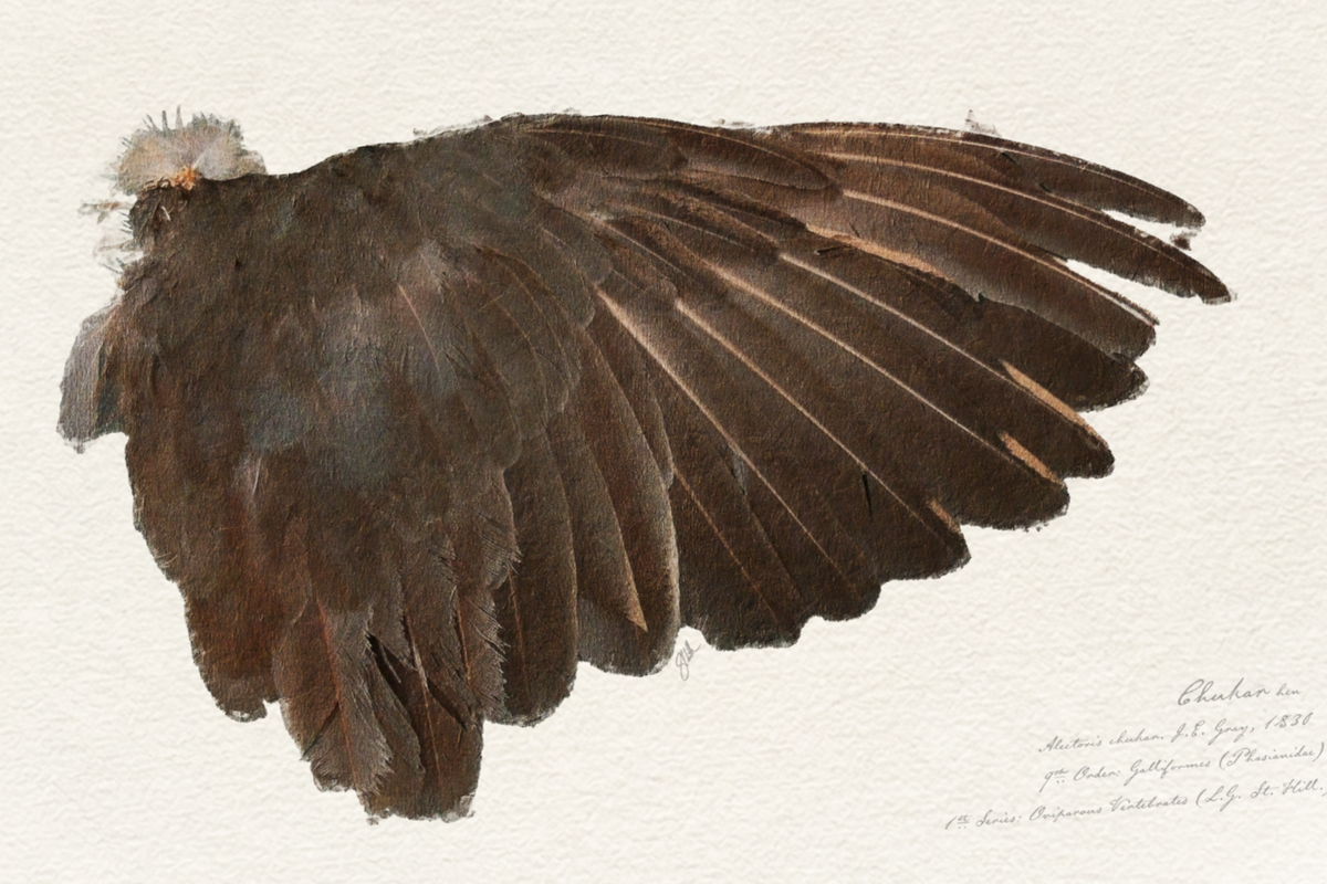 Illustrated Game Bird Wings - Chukar Hen