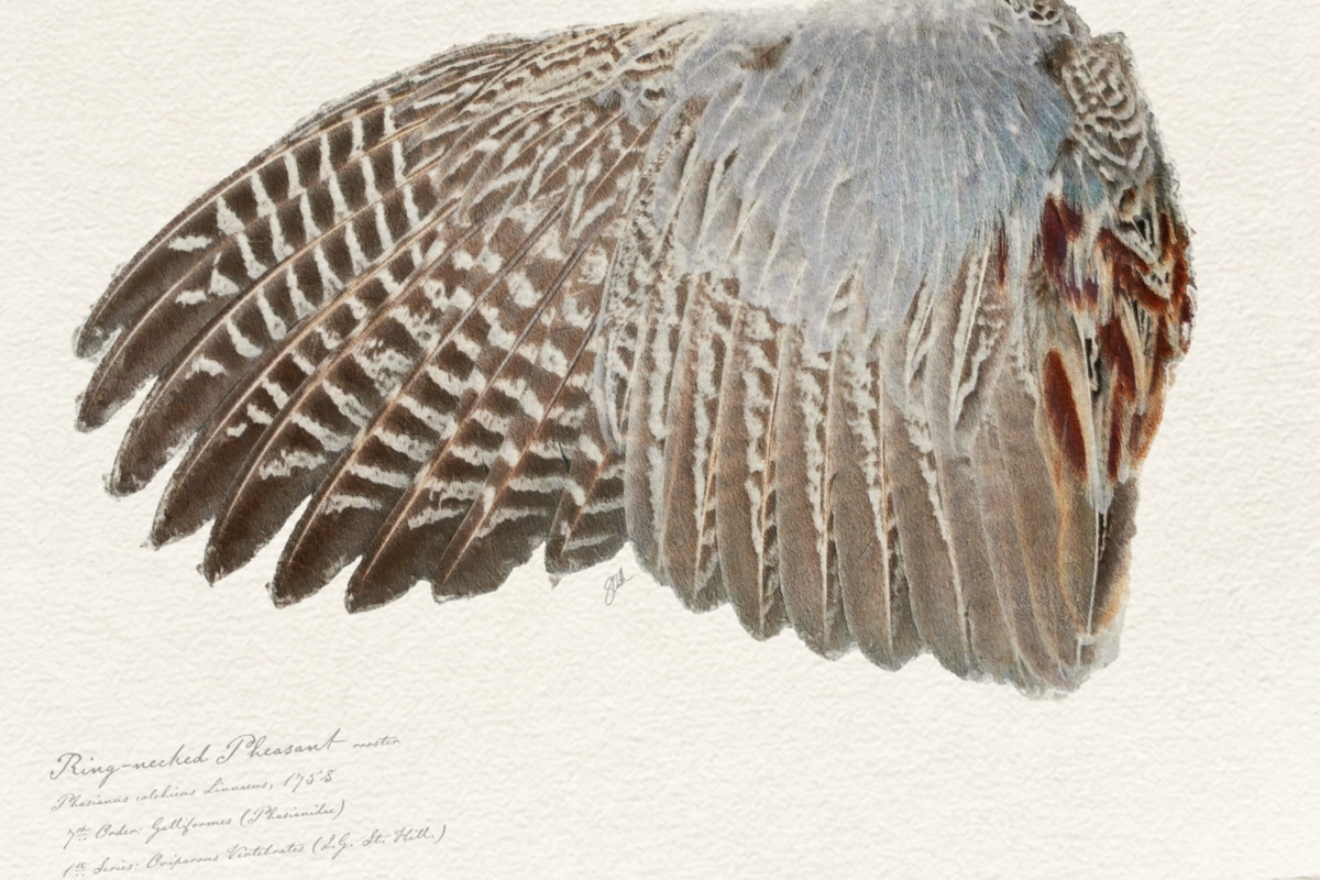 Illustrated Game Bird Wings - Ring-Necked Pheasant Rooster