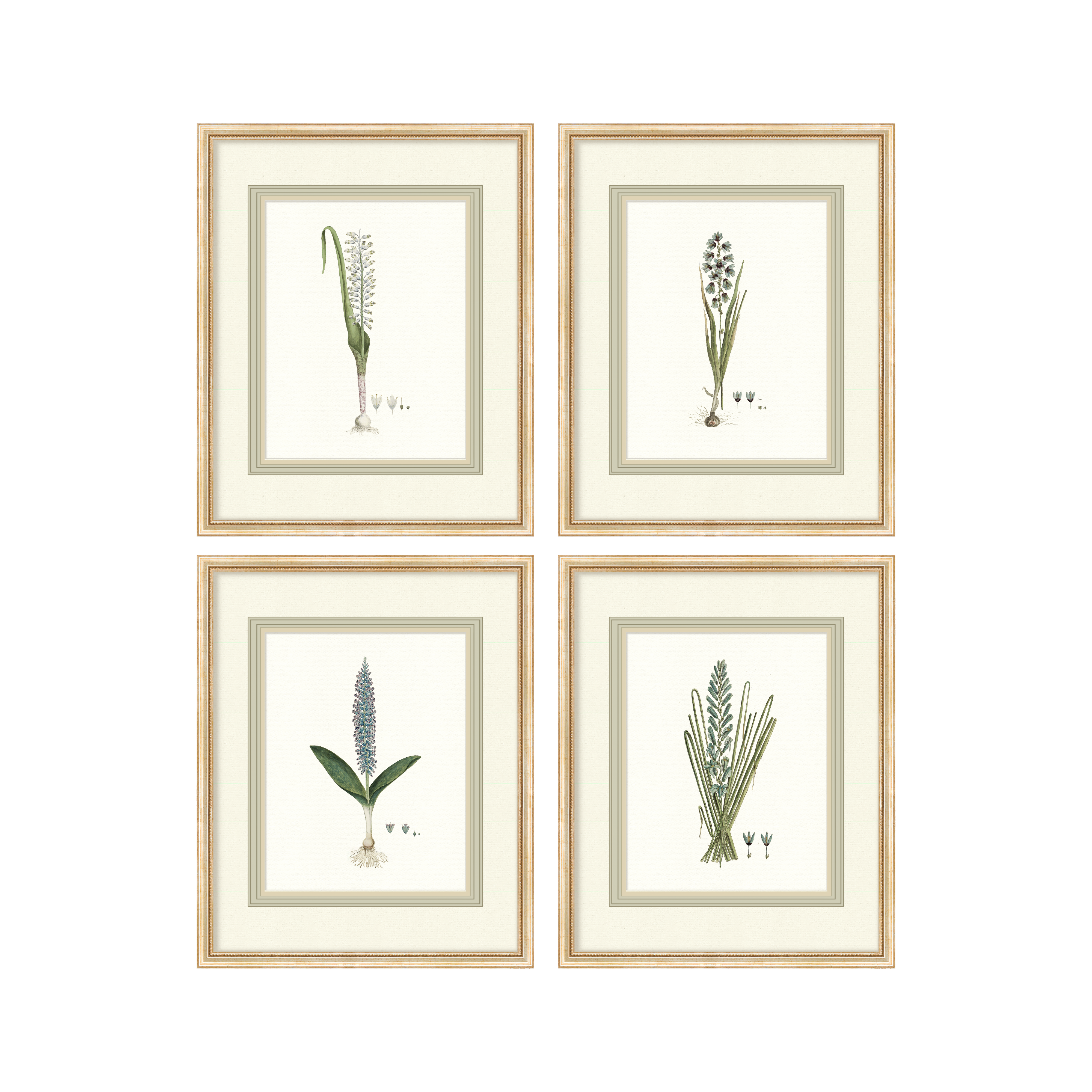 Birds + Botanicals - Turquoise Ixia