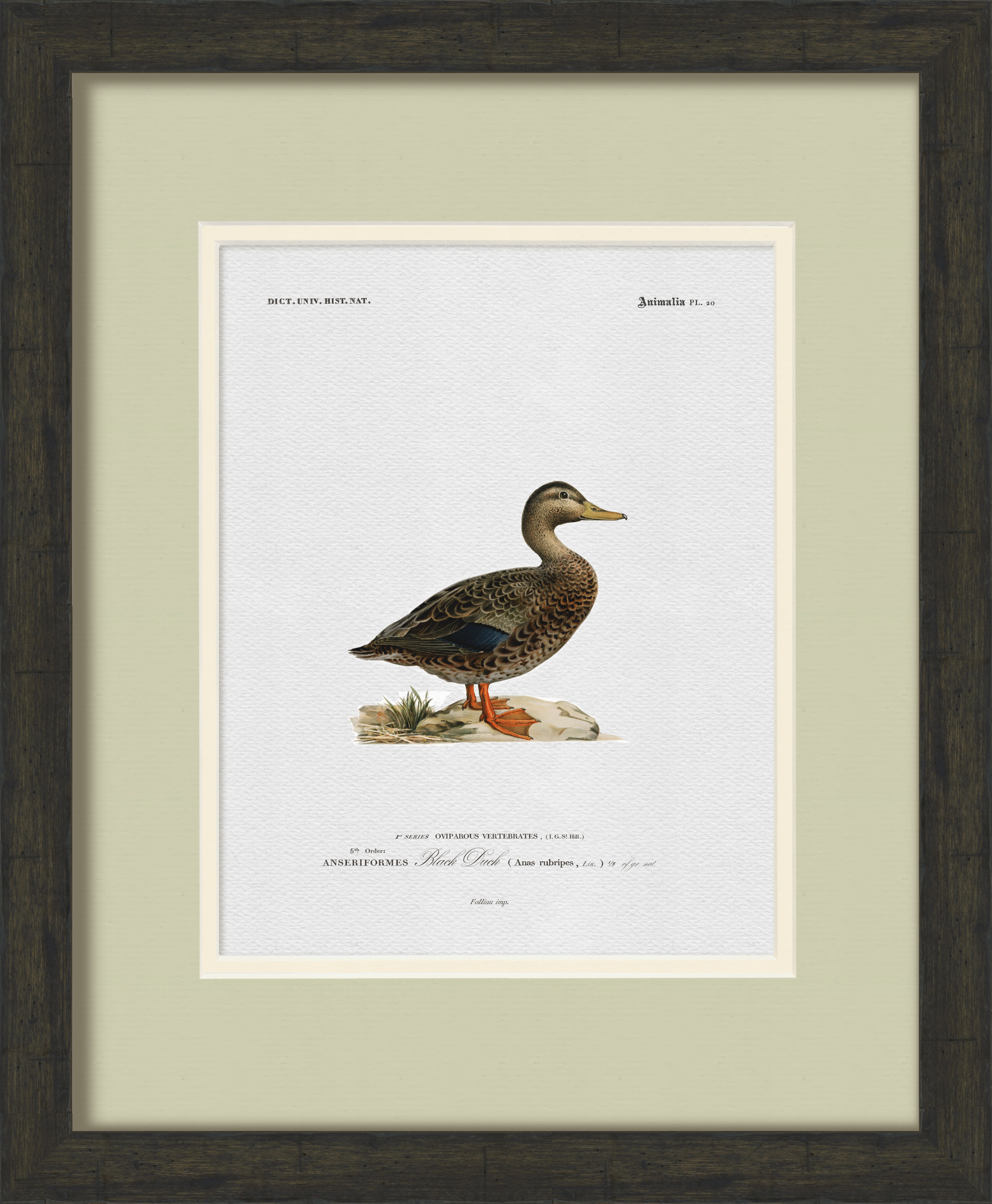 Vintage Duck Illustrations - Set of 6