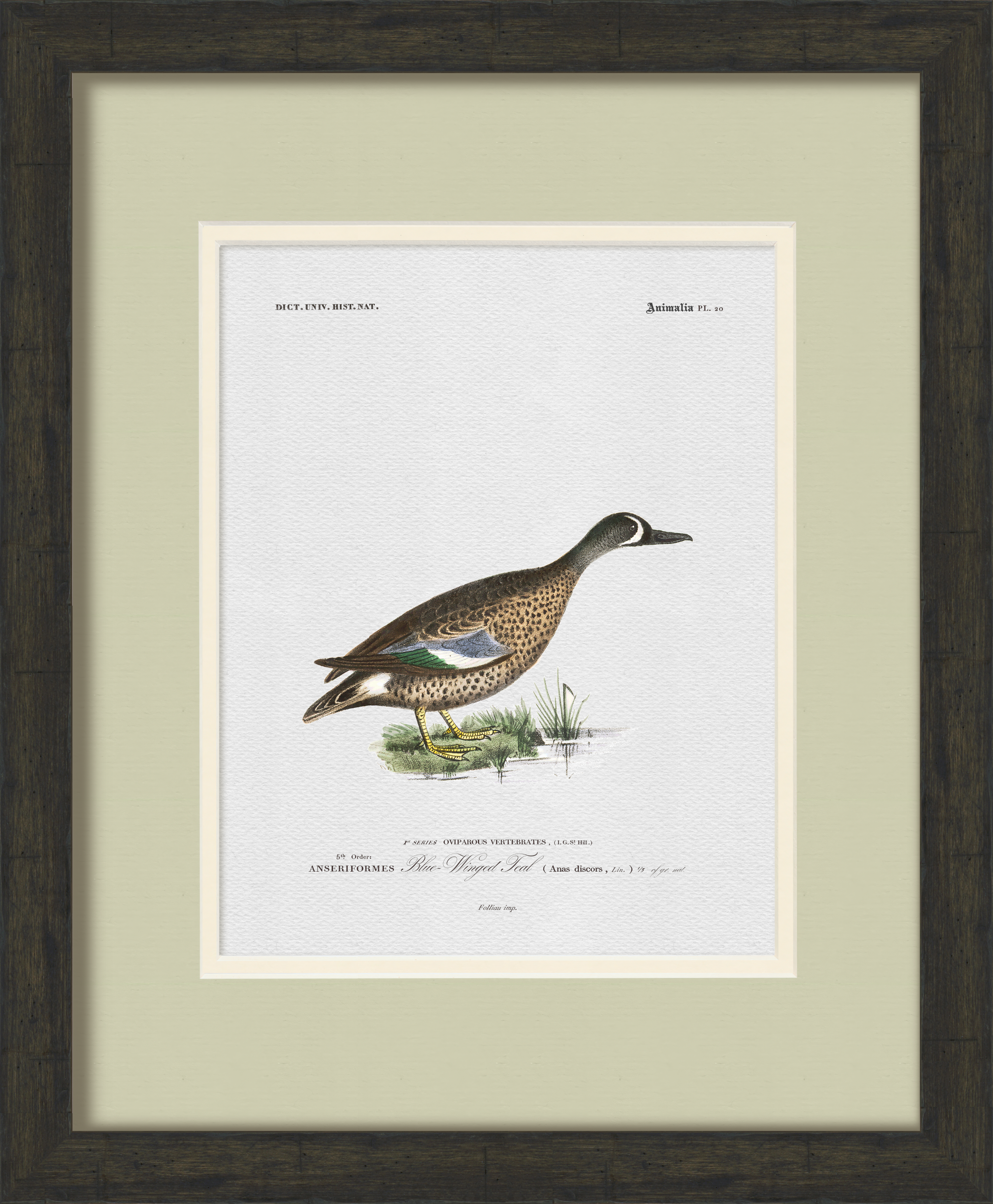 Vintage Duck Illustrations - Set of 9