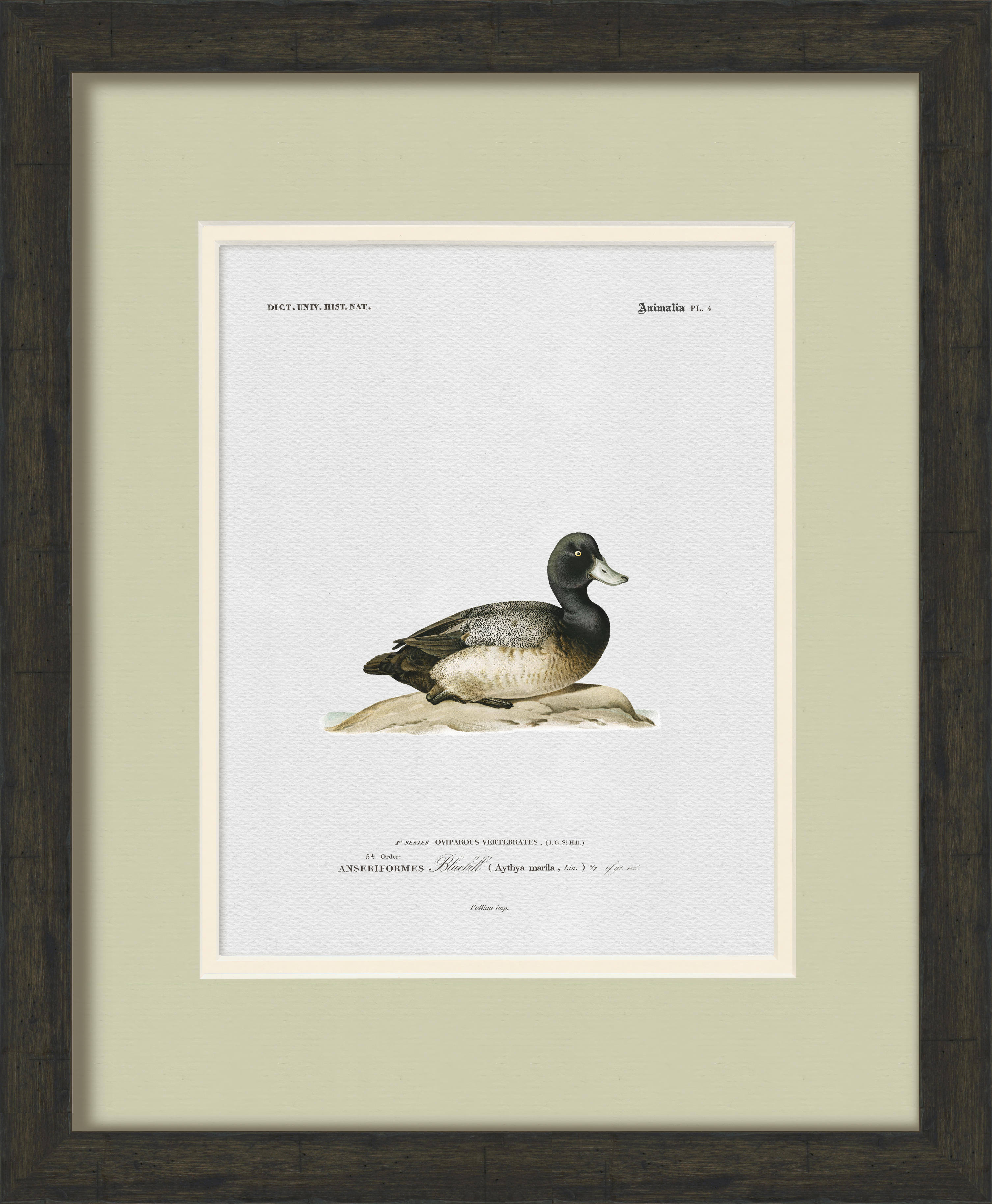 Vintage Duck Illustrations - Bluebill Scaup