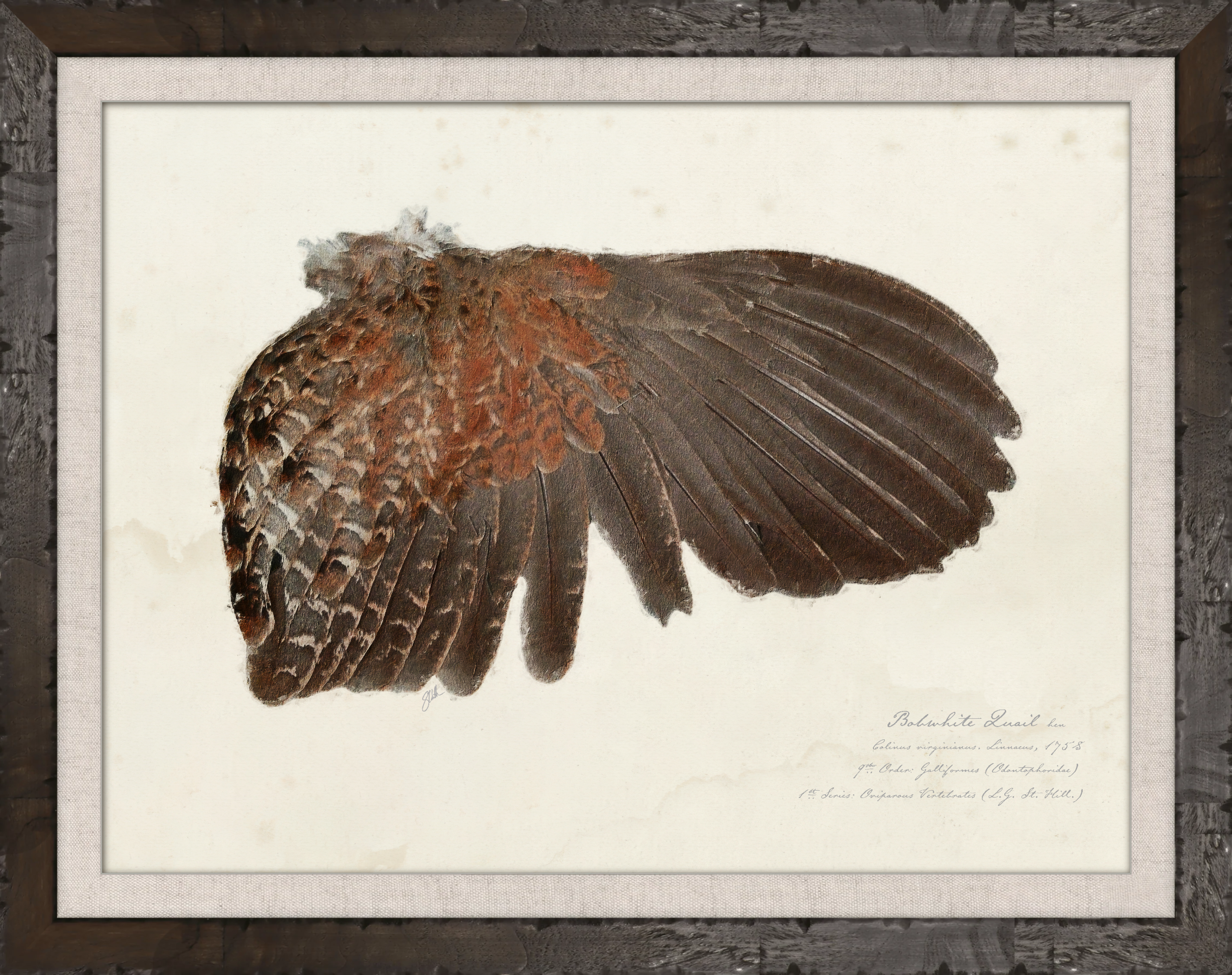 Illustrated Game Bird Wings - Bobwhite Quail Hen