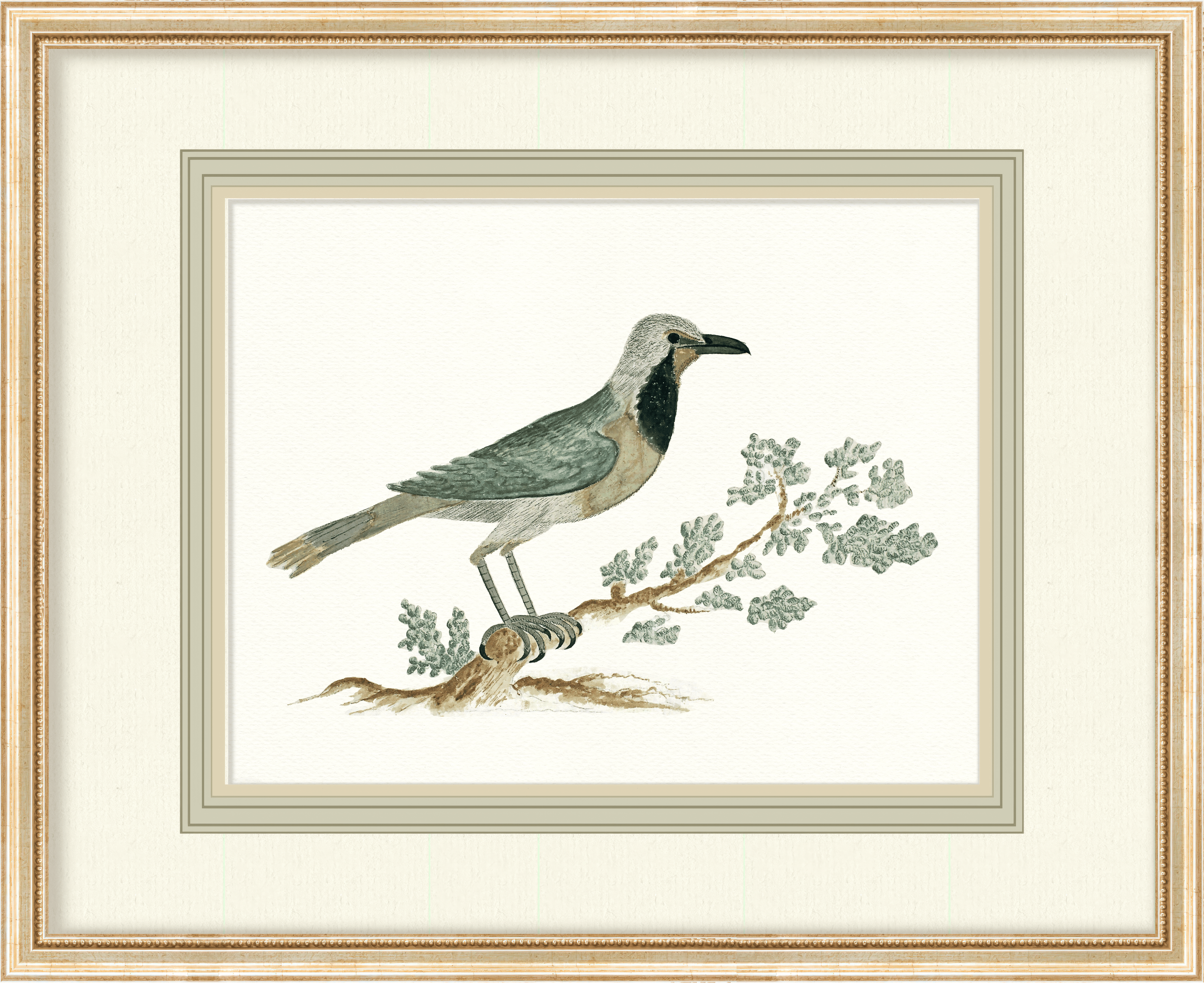 Birds + Botanicals - Full Set of 8 Birds