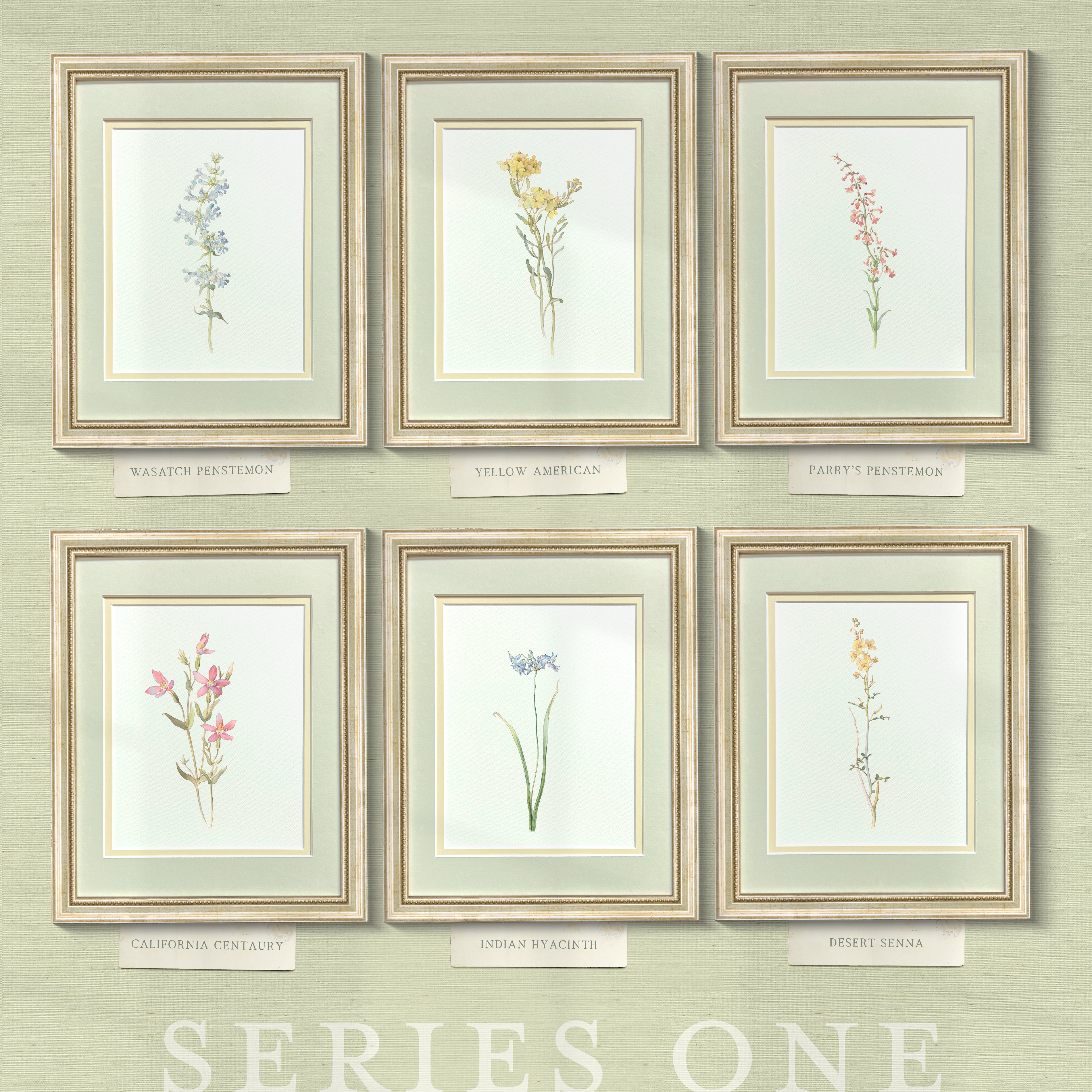 Naturalist Watercolor Illustrations: Wildflower Botanicals