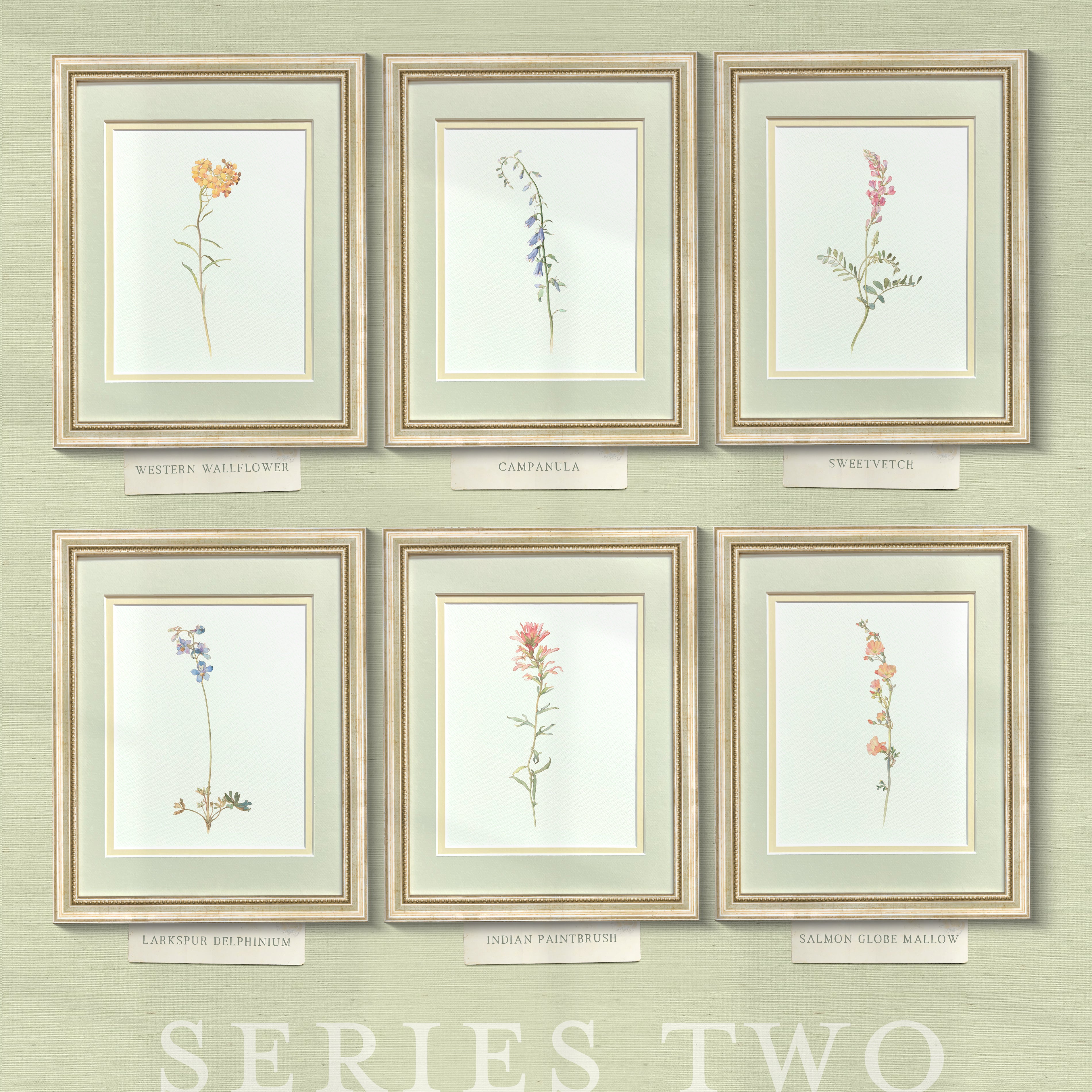 Naturalist Watercolor Illustrations: Wildflower Botanicals