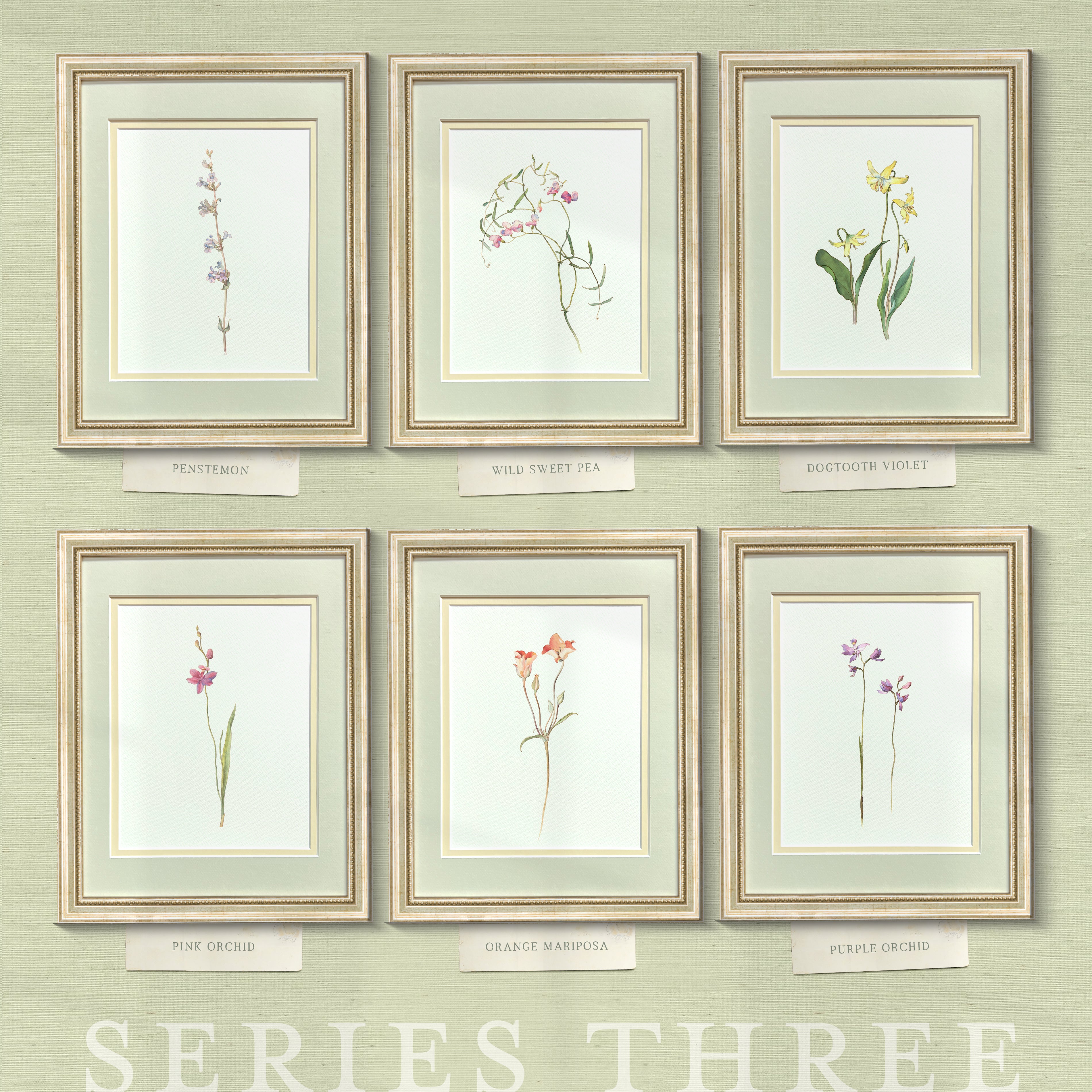 Naturalist Watercolor Illustrations: Wildflower Botanicals