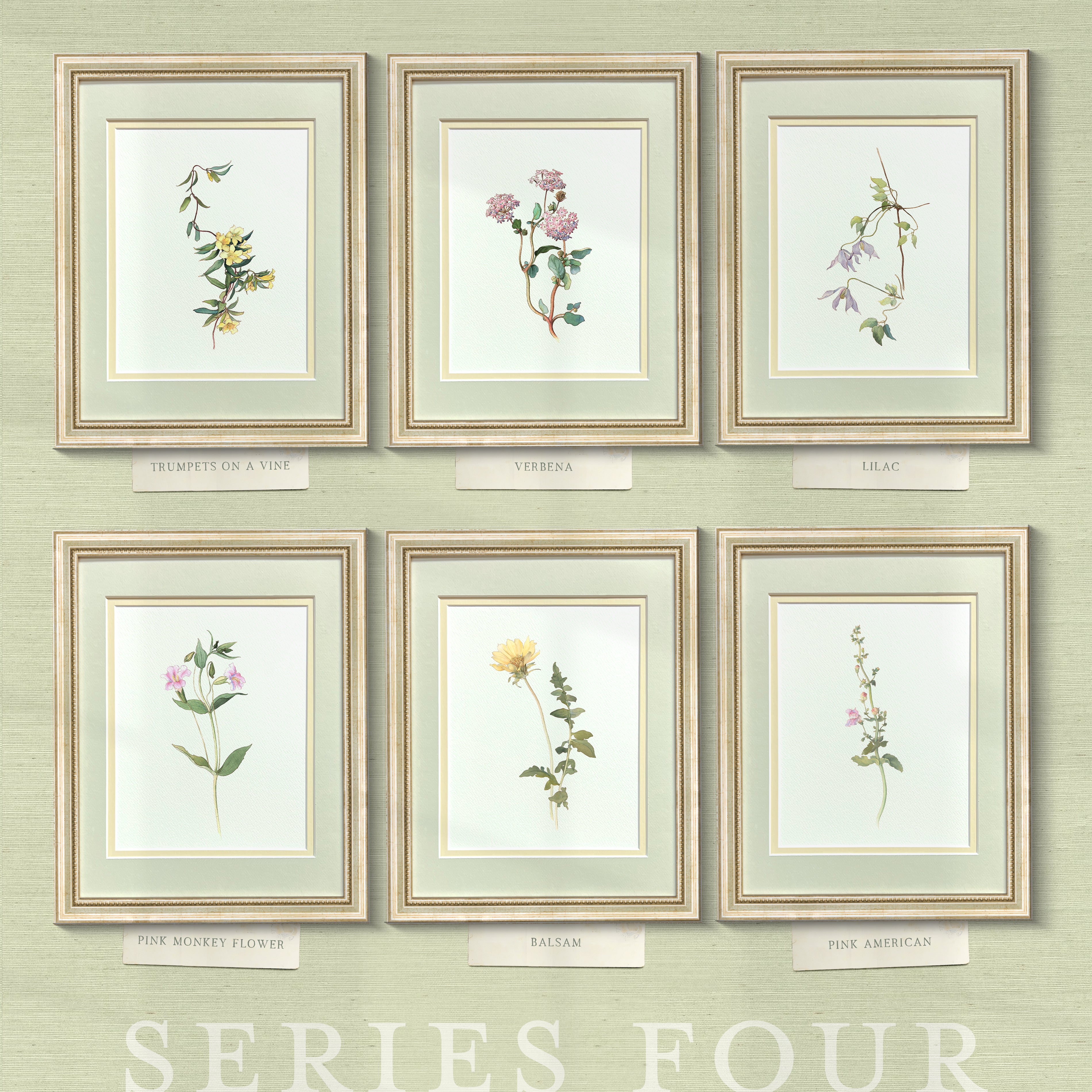 Naturalist Watercolor Illustrations: Wildflower Botanicals