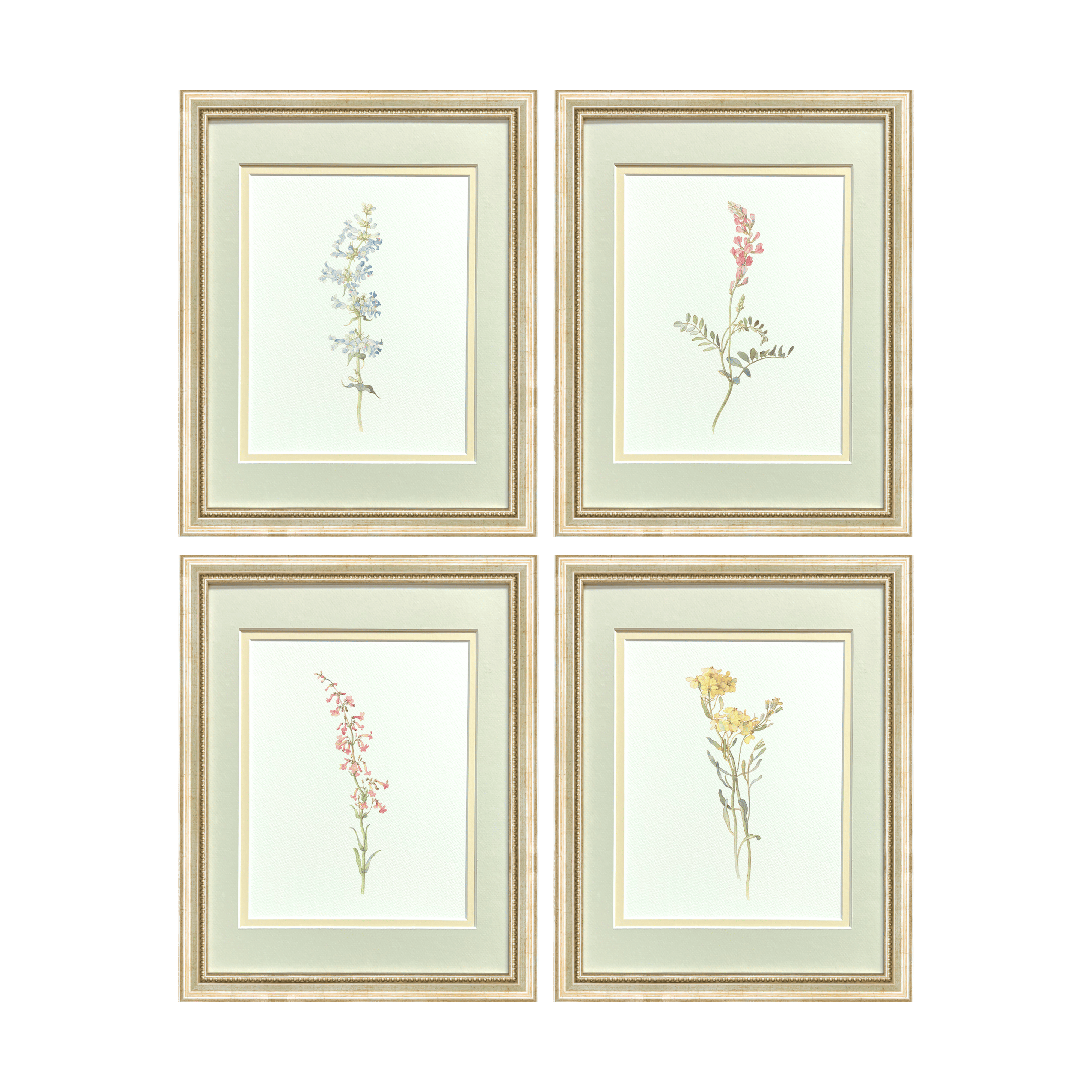 Watercolor Botanical Illustrations - Set of 4: Series I