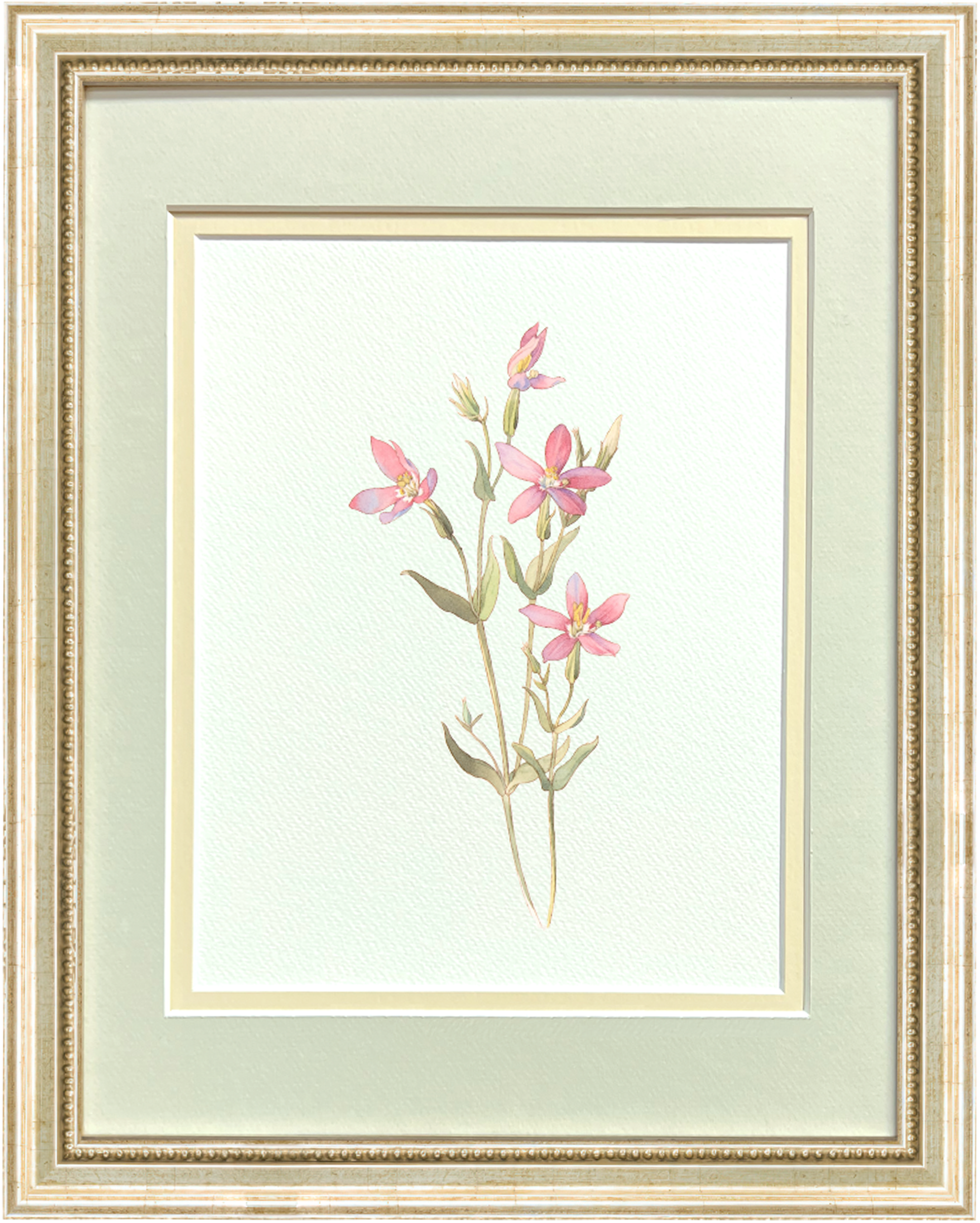 Watercolor Botanical Illustrations - California Centaury