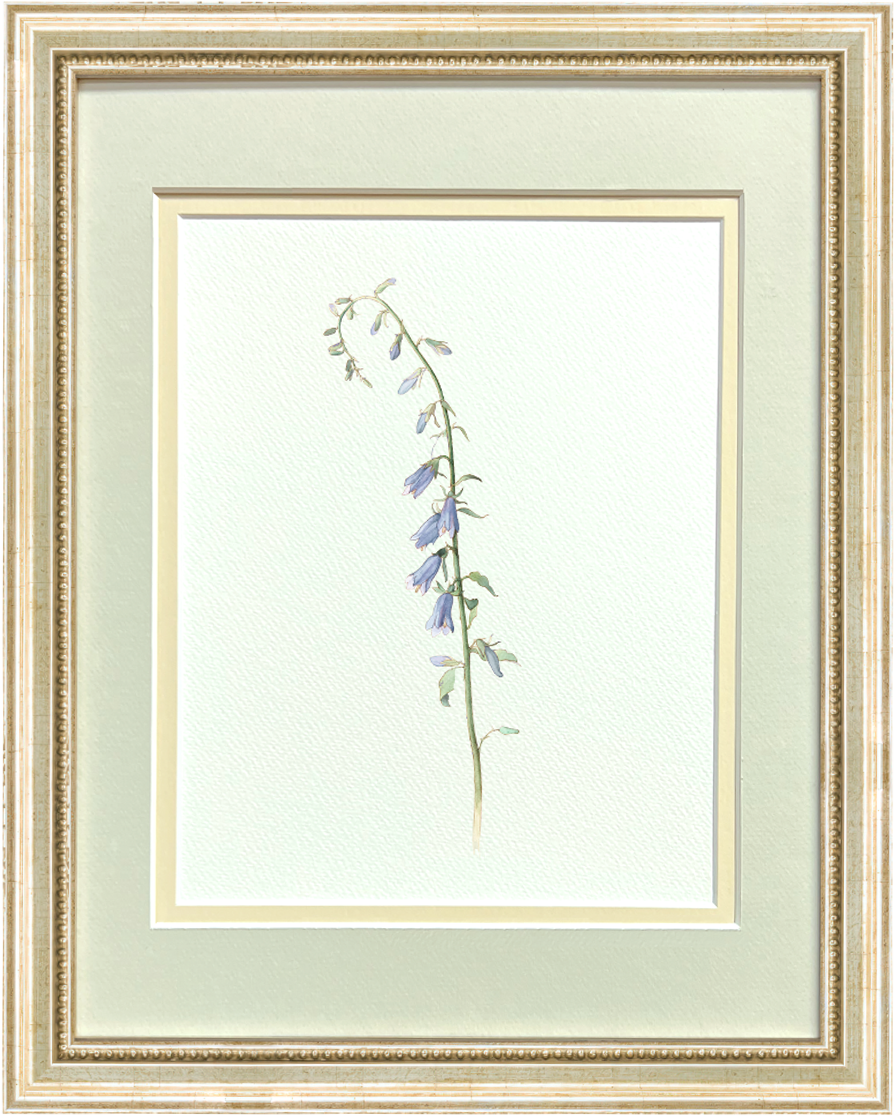 Watercolor Botanical Illustrations - Campanula