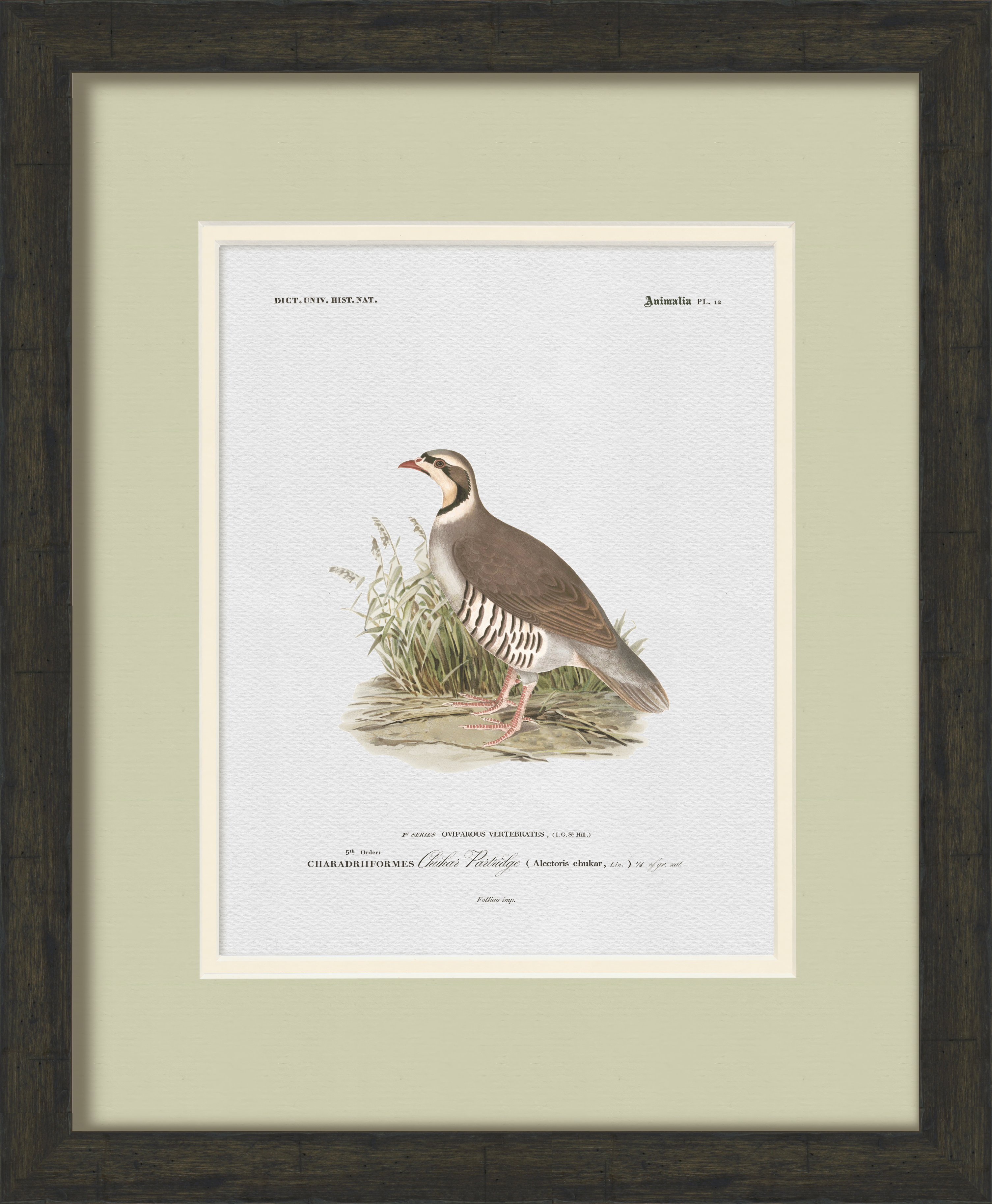 Vintage Game Bird Illustrations - Set of 6