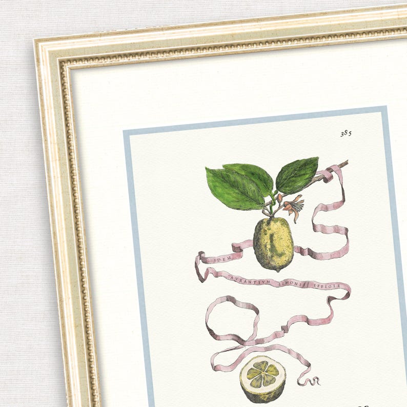 Citrus Botanicals - Orange No. 389