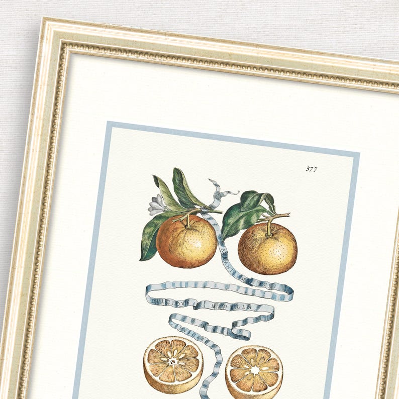 Citrus Botanicals - Orange No. 389