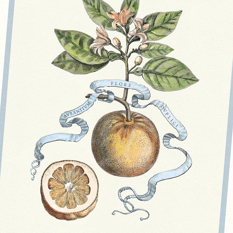 Citrus Botanicals - Orange No. 389