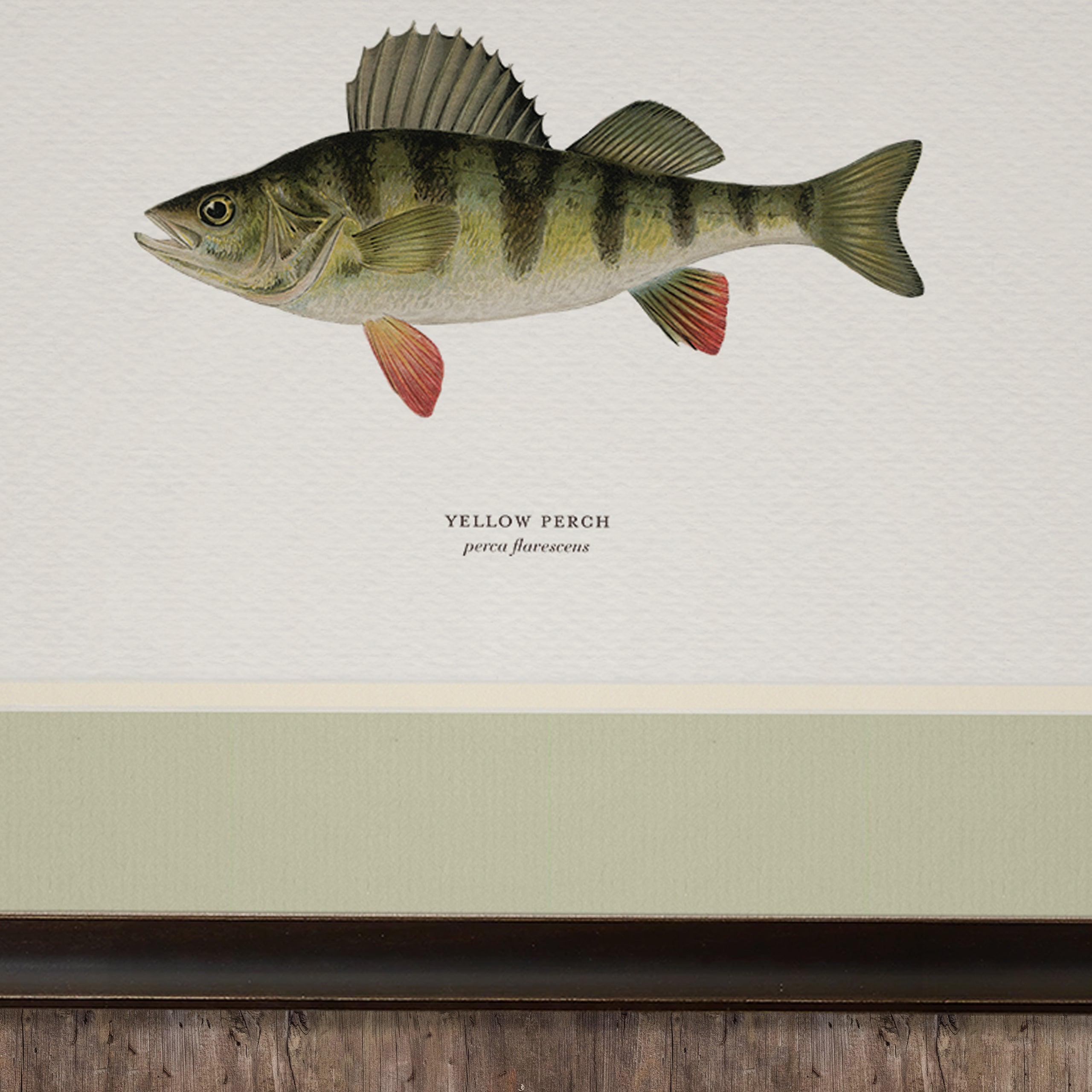 Freshwater Fish Illustrations - Yellow Perch