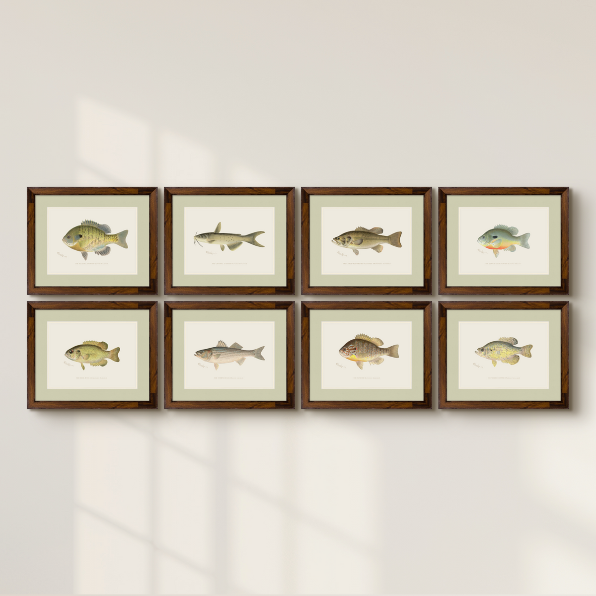 Freshwater Fish Illustrations - White Crappie
