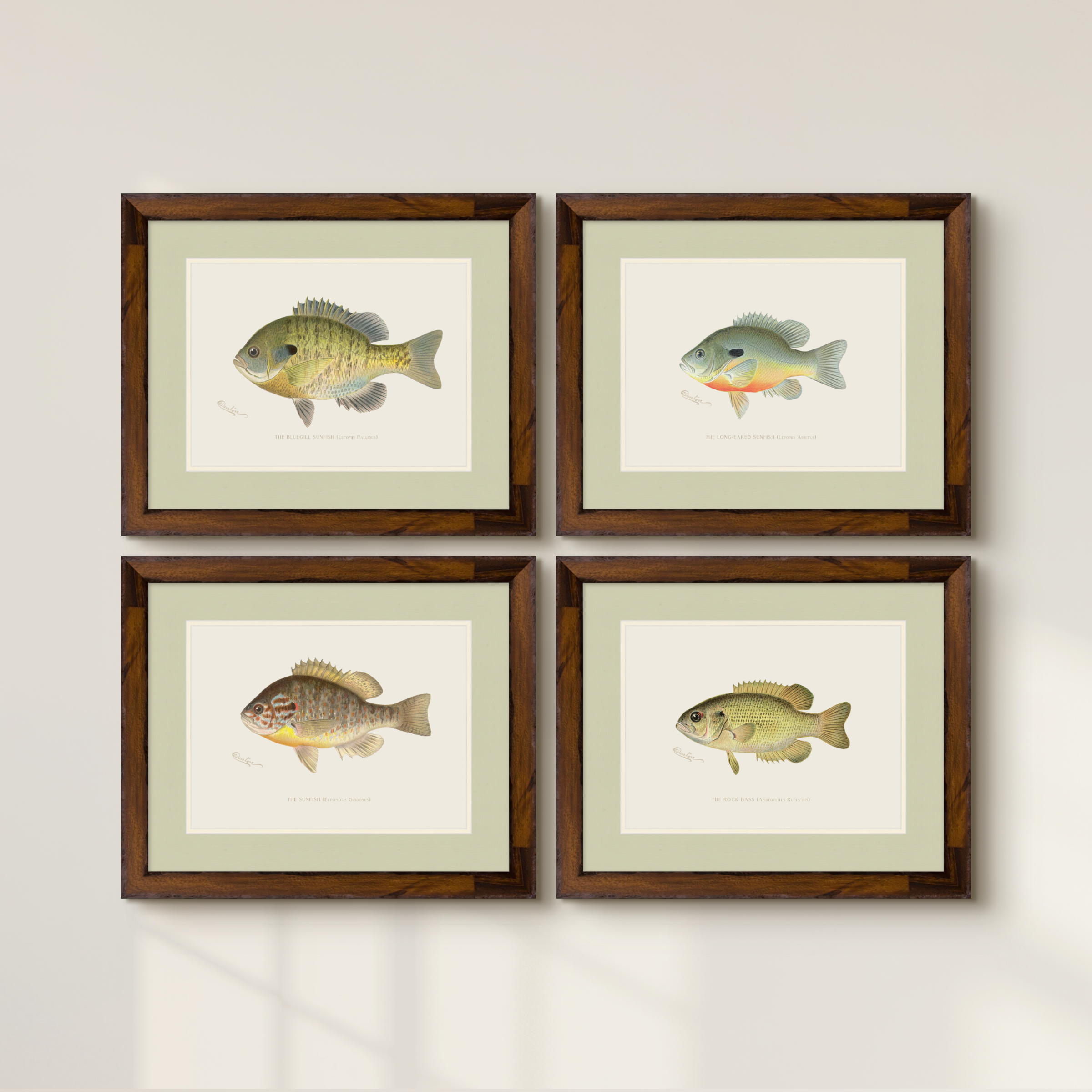 Freshwater Fish Illustrations - Long-Eared Sunfish