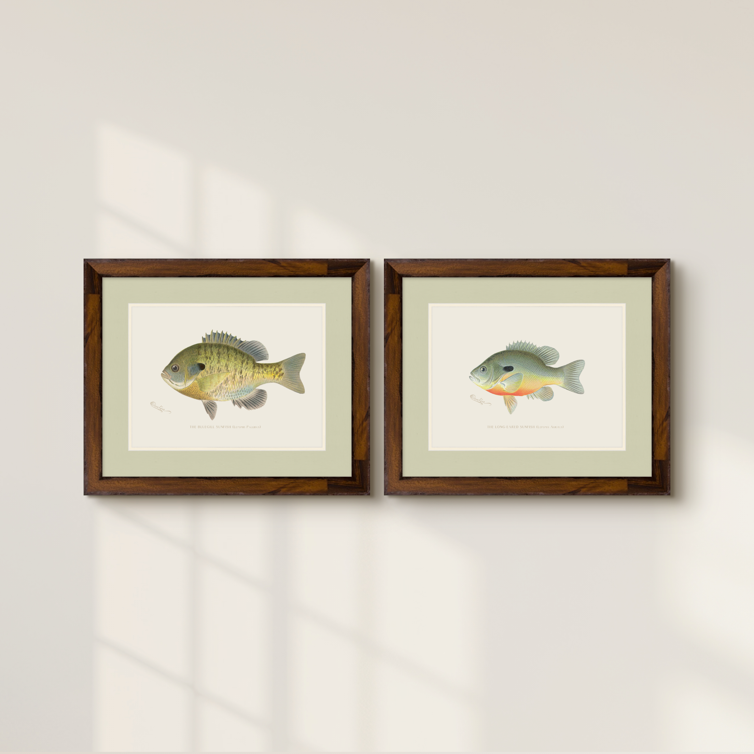 Freshwater Fish Illustrations - Long-Eared Sunfish