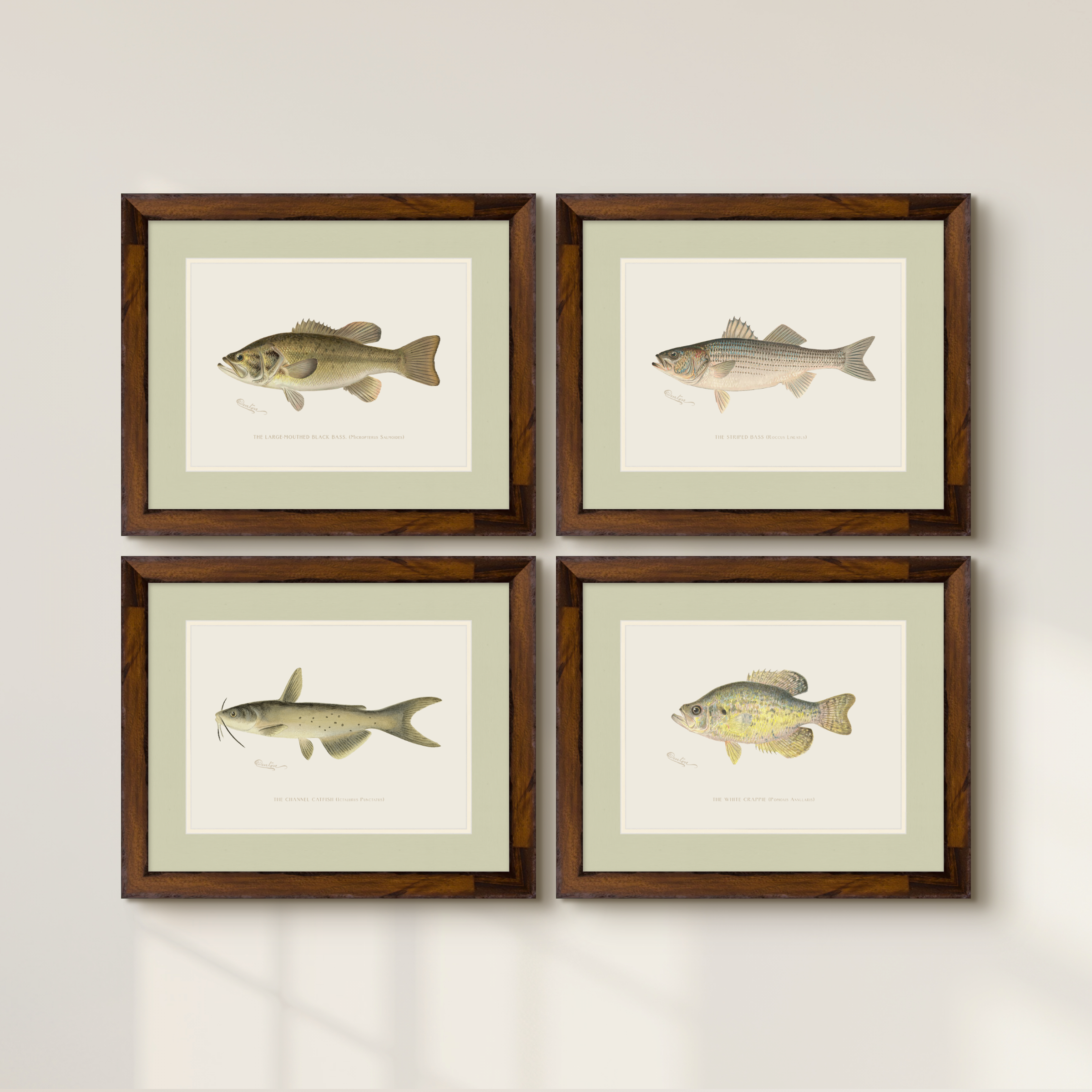 Freshwater Fish Illustrations - Large-Mouthed Bass