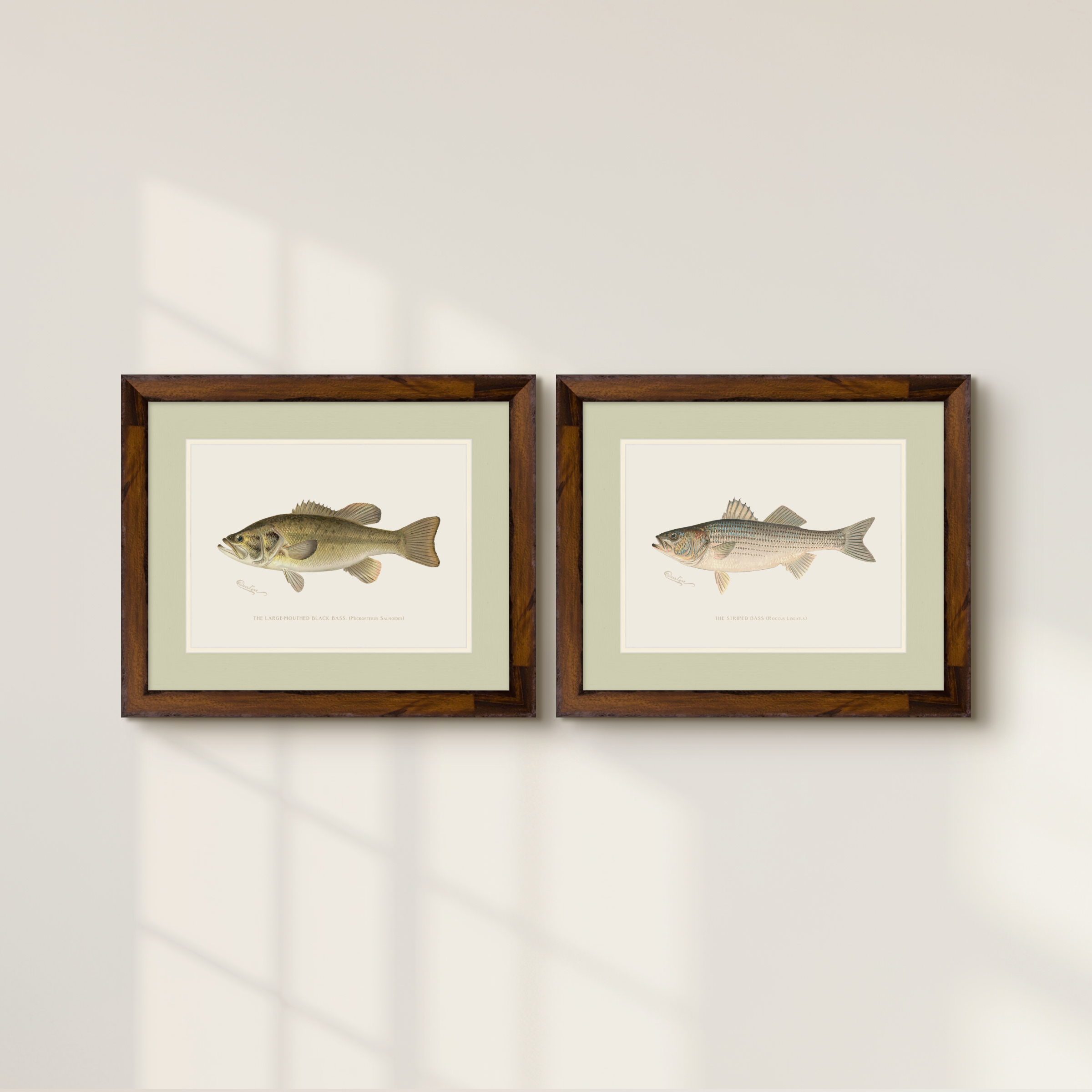 Freshwater Fish Illustrations - Large-Mouthed Bass