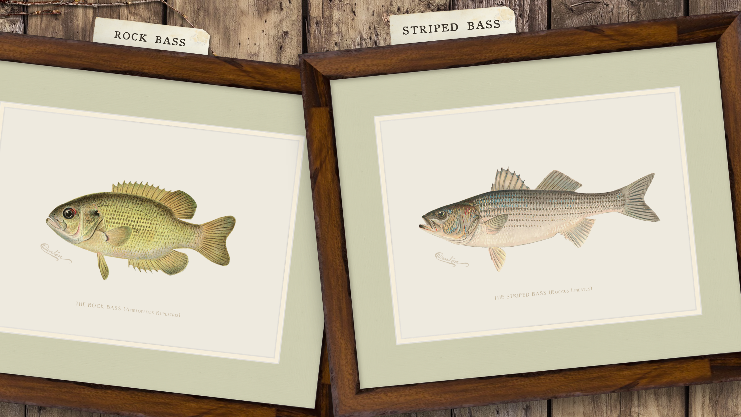 Freshwater Fish Illustrations - Rock Bass